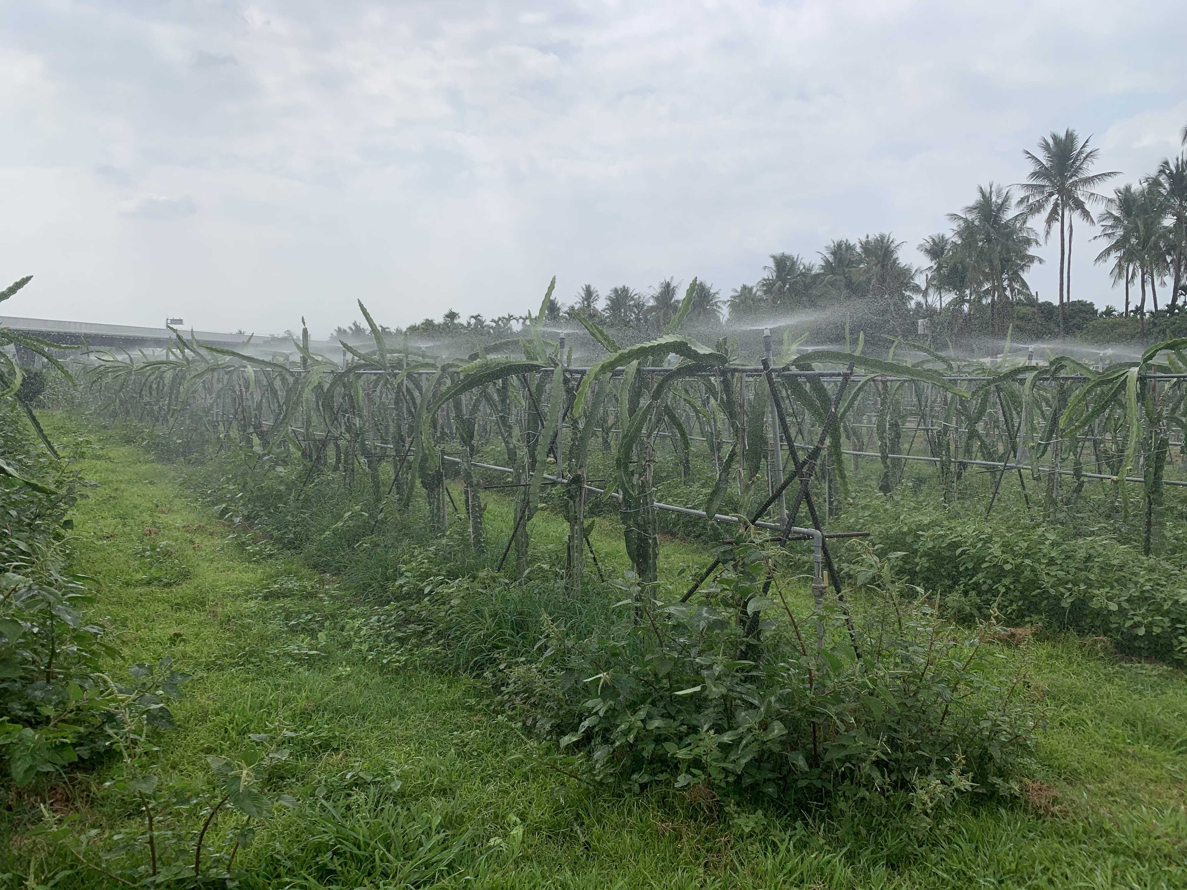 圖3.紅龍果園升級智慧化灌溉系統，可同時結合灌溉及降溫功能，減緩夏季高溫對紅龍果植株的影響。