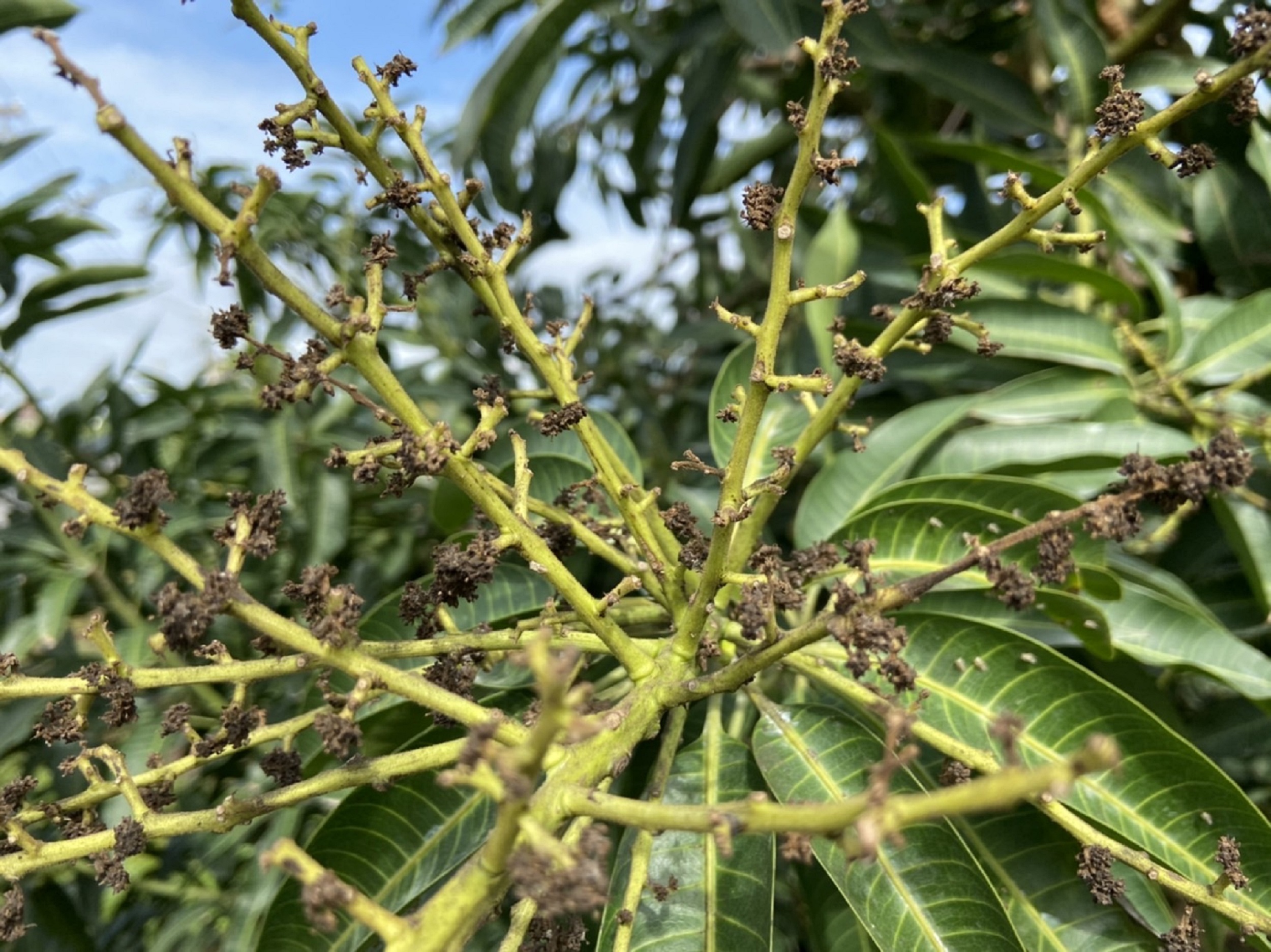 臺灣花薊馬為害刺吸造成花穗乾枯