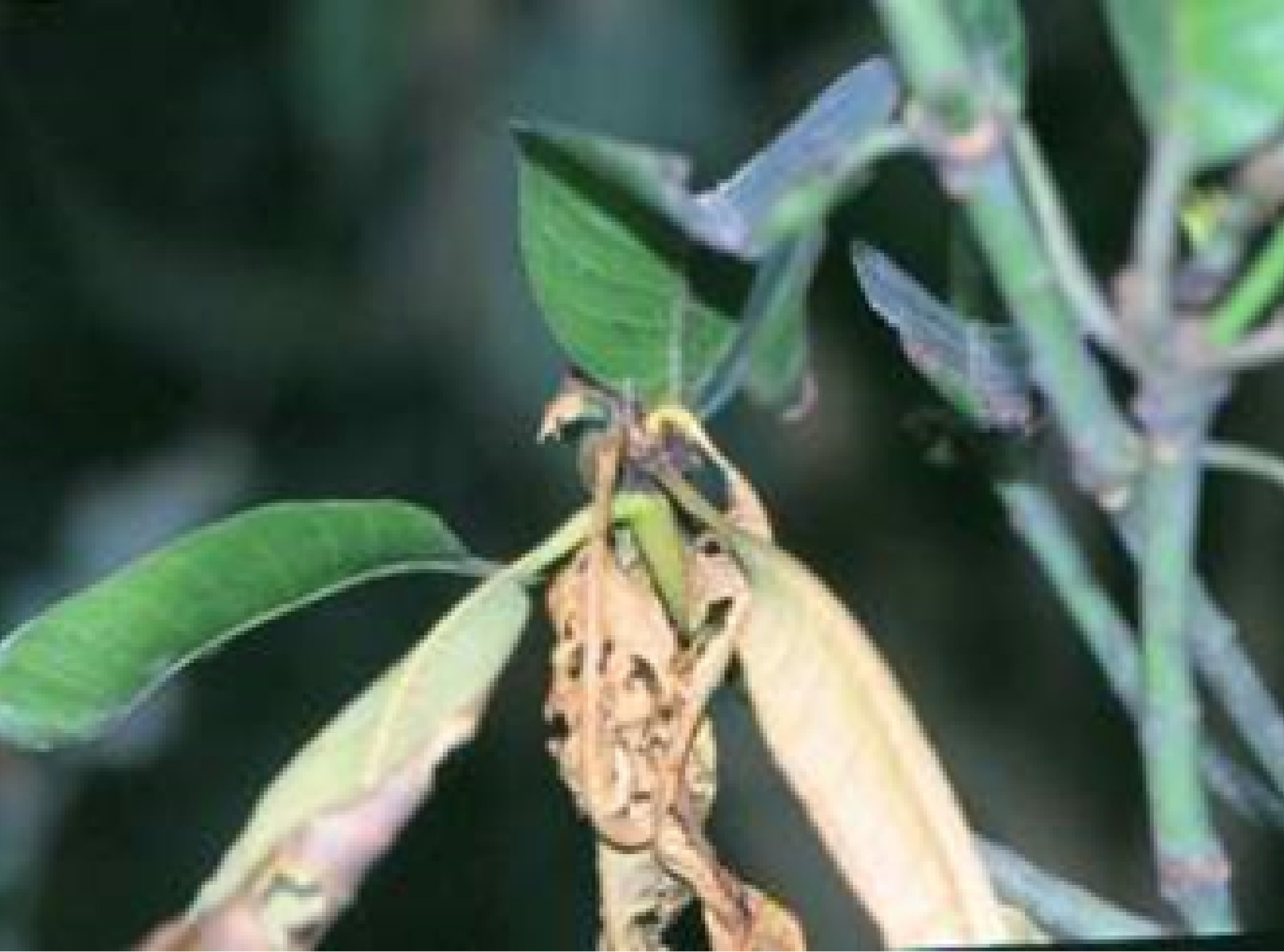 芒果螟蛾幼蟲自花梢頂部向內蛀蝕，導致使花梢萎凋