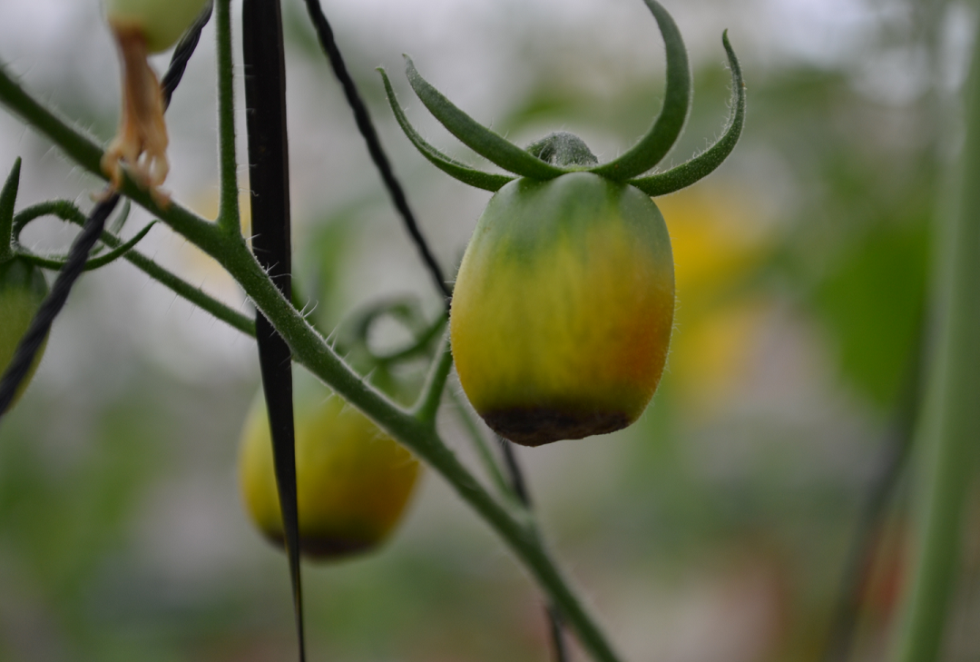 小番茄植株鈣吸收不良，導致尻腐病發生，俗稱〝黑屁股〞