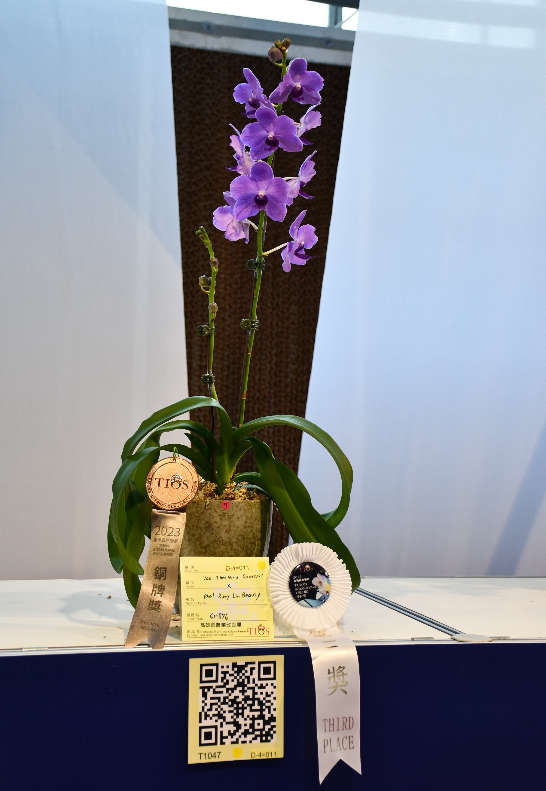 未命名的蝴蝶蘭和萬代蘭雜交後代獲頒其他蘭屬第三獎及銅牌獎(BM/TIOS)