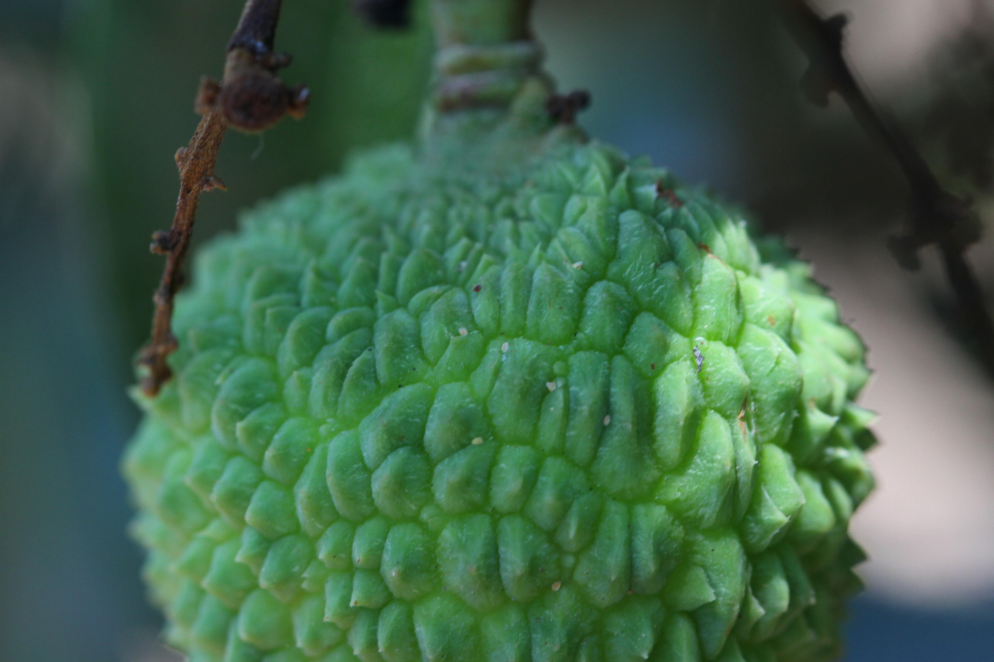 荔枝細蛾成蟲產卵於果實表皮凹陷處