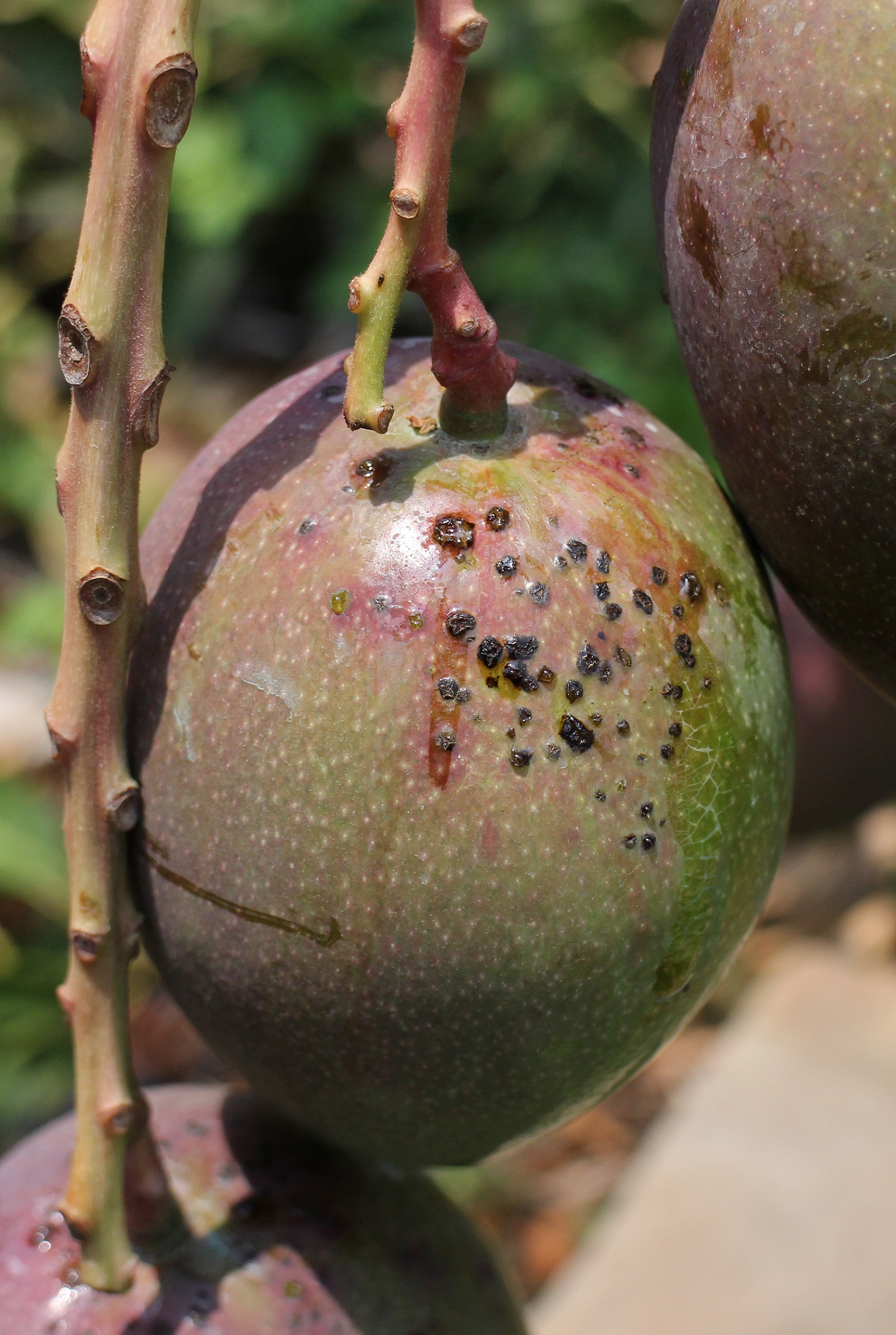 細菌性黑斑病於果實上呈黑色突起，嚴重時破裂流膠。