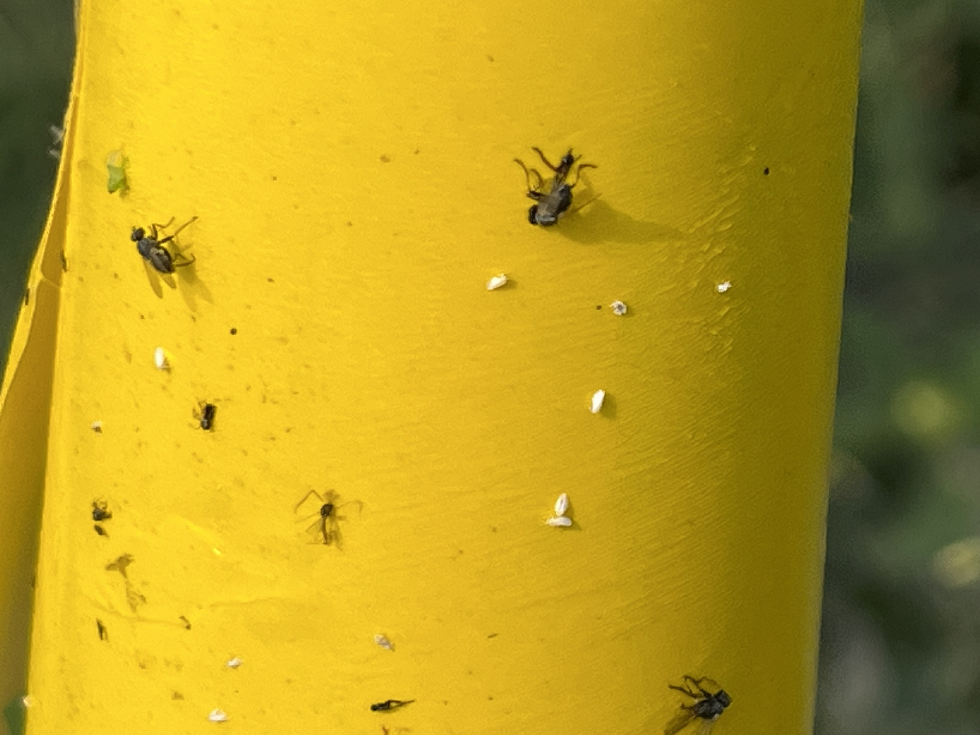 可應用黏板防治並監測粉蝨等害蟲族群