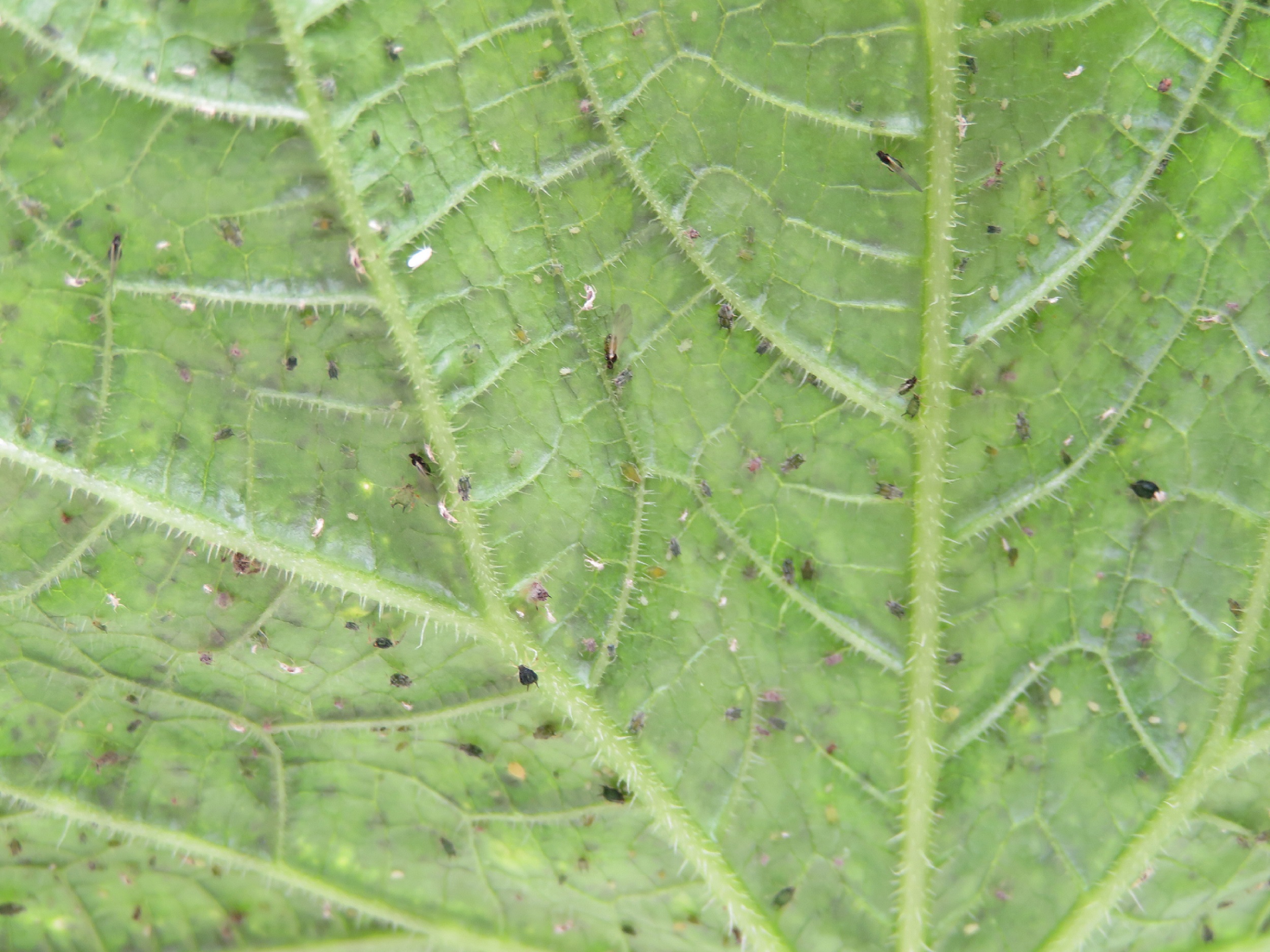 粉蝨與蚜蟲等小型害蟲躲藏於植株葉背，並可能傳播病毒病害