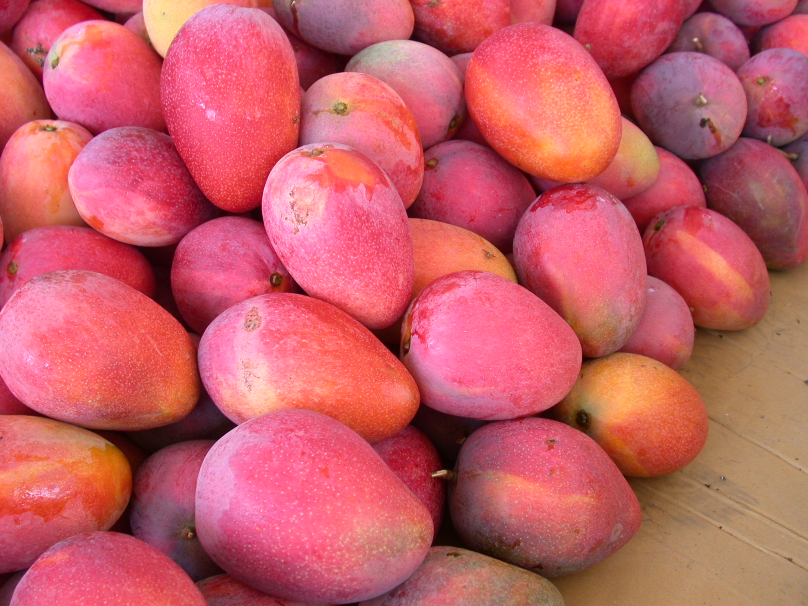 「在欉紅」愛文芒果