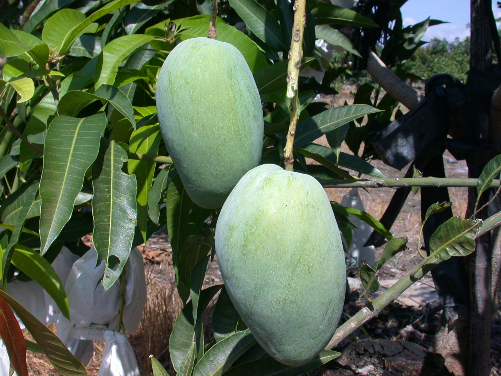 夏雪果實飽滿、果肩微凸、果皮黃綠色為適採期