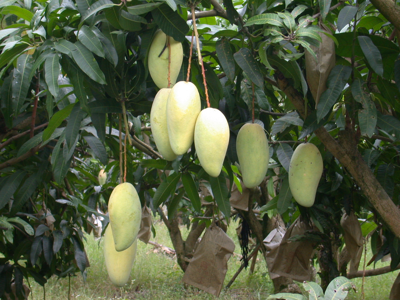 金煌7-8分綠熟果