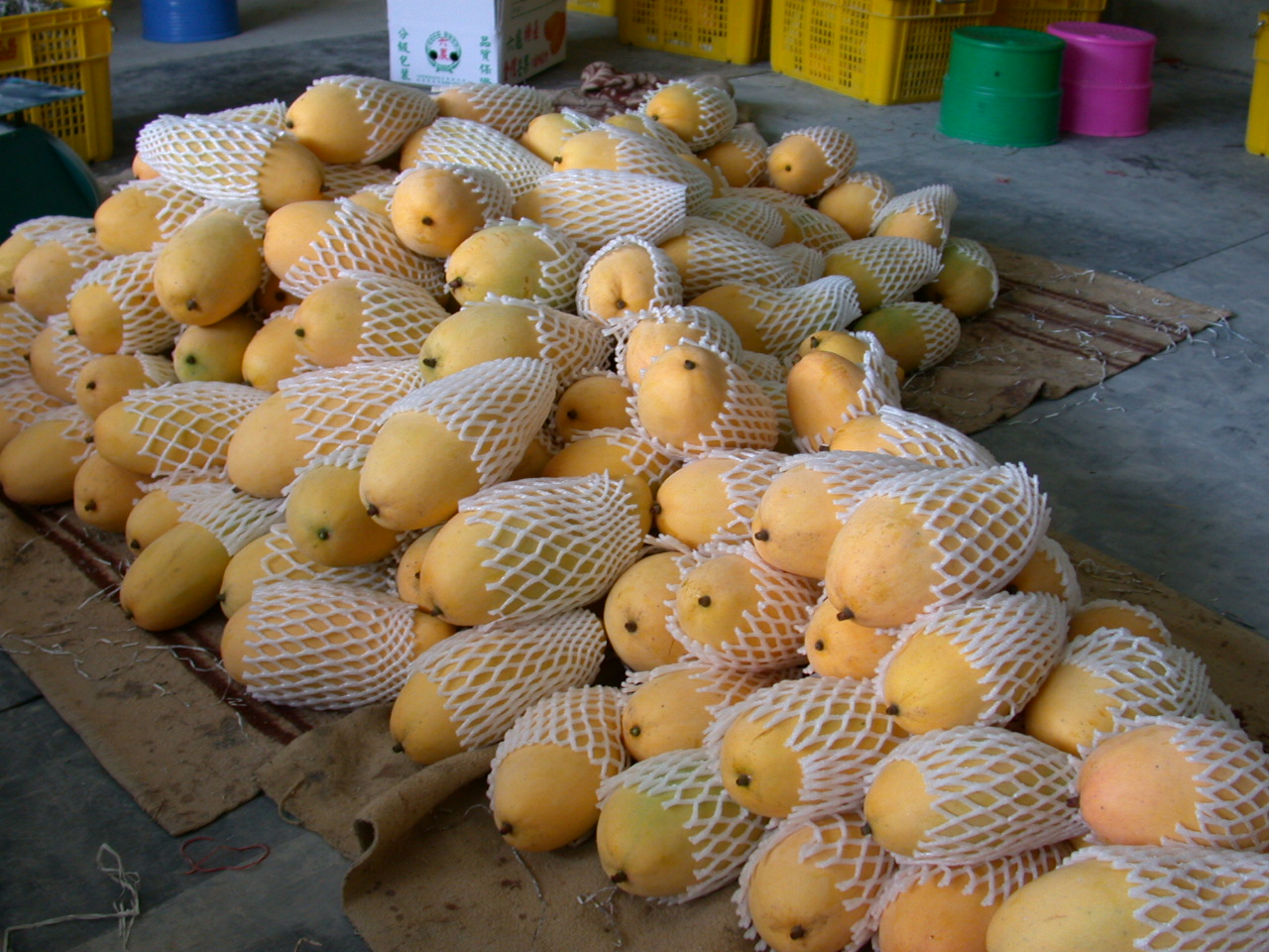 金煌綠熟果經人工催熟轉成金黃色