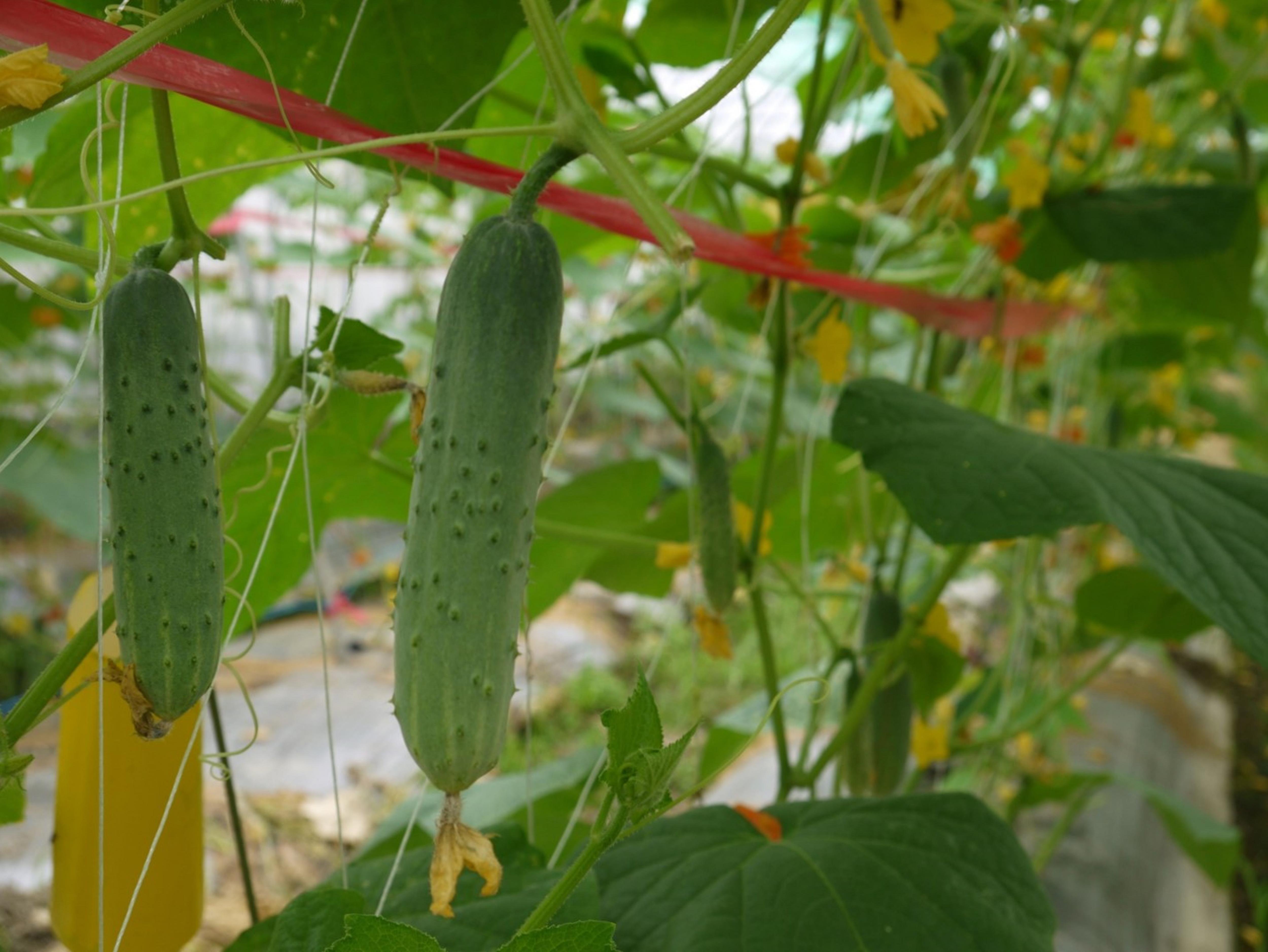 小胡瓜高雄3號-夏青的果形較為短小筆直，果皮為翠綠色。