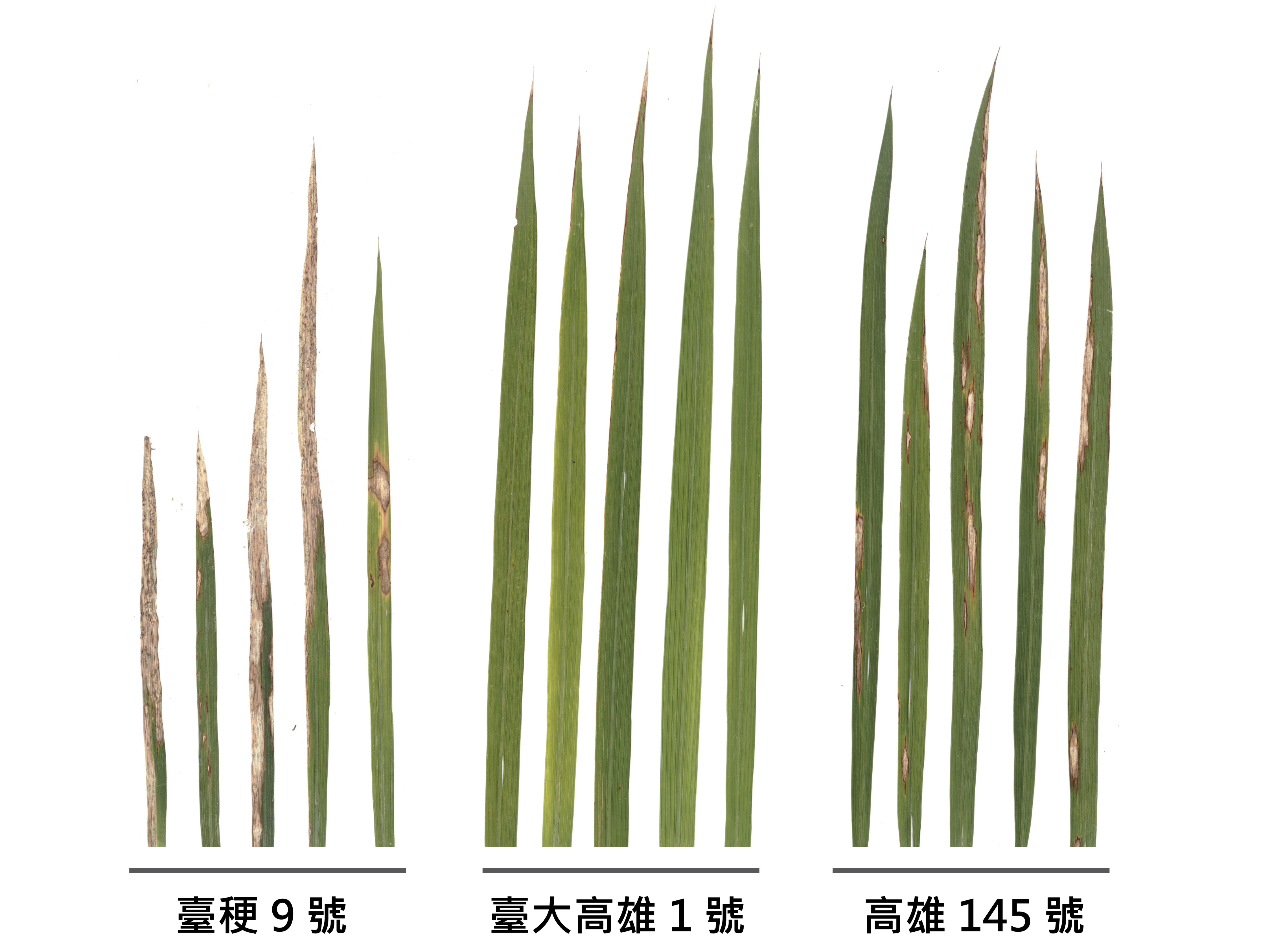 水稻‘臺大高雄1號 (情有獨鍾)’葉稻熱病抗性表現優異。