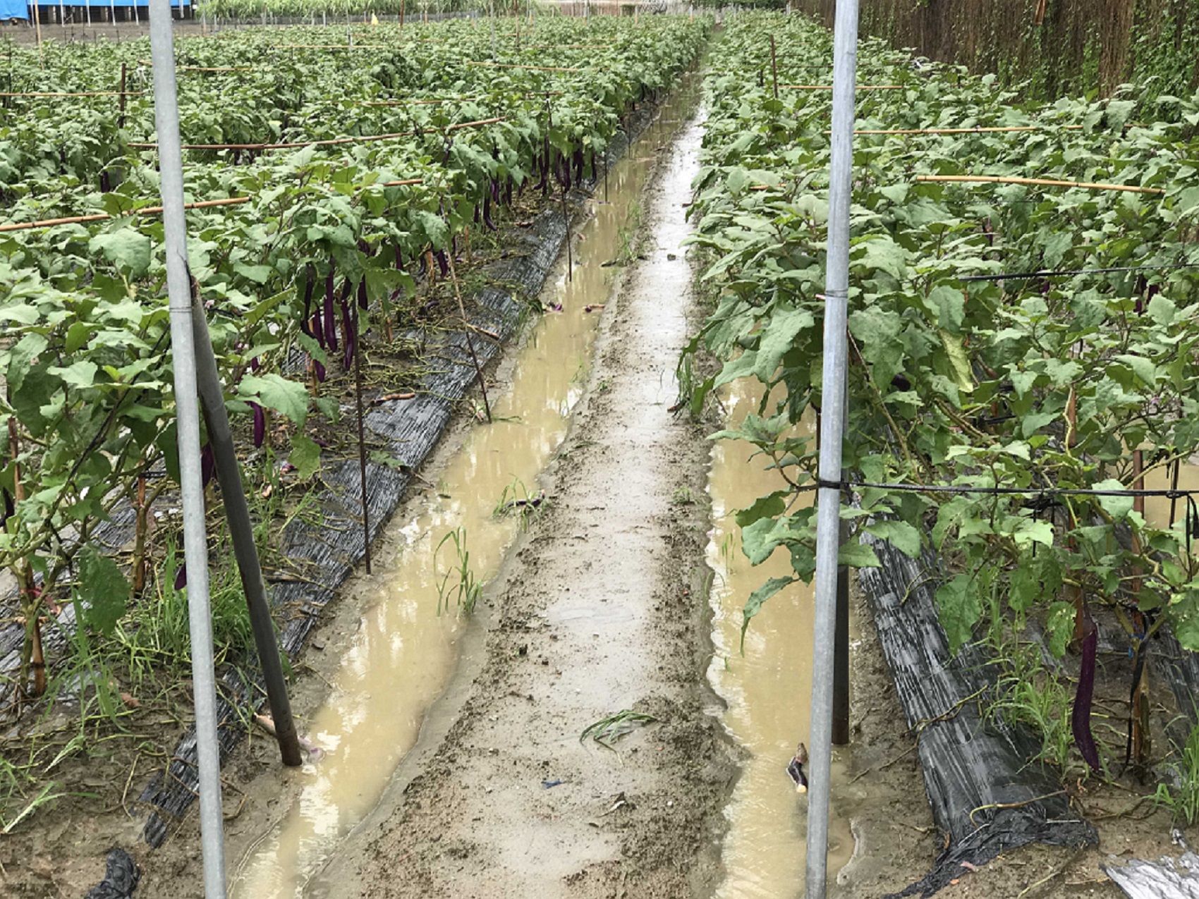 豪雨過後，田區積水應儘快排除，避免作物根部受損，亦可減少病菌危害