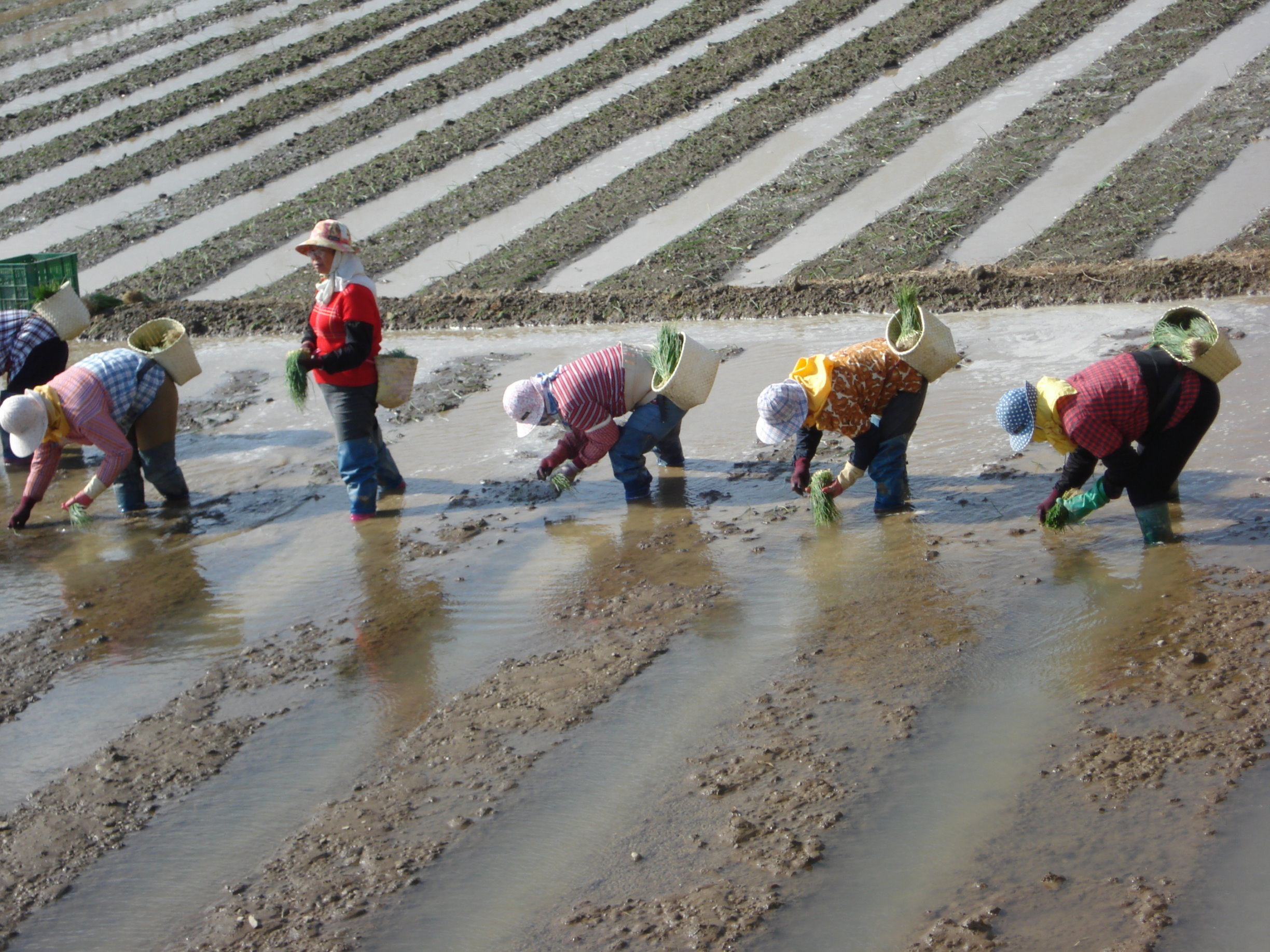 圖1. 洋蔥人工移植作業情形