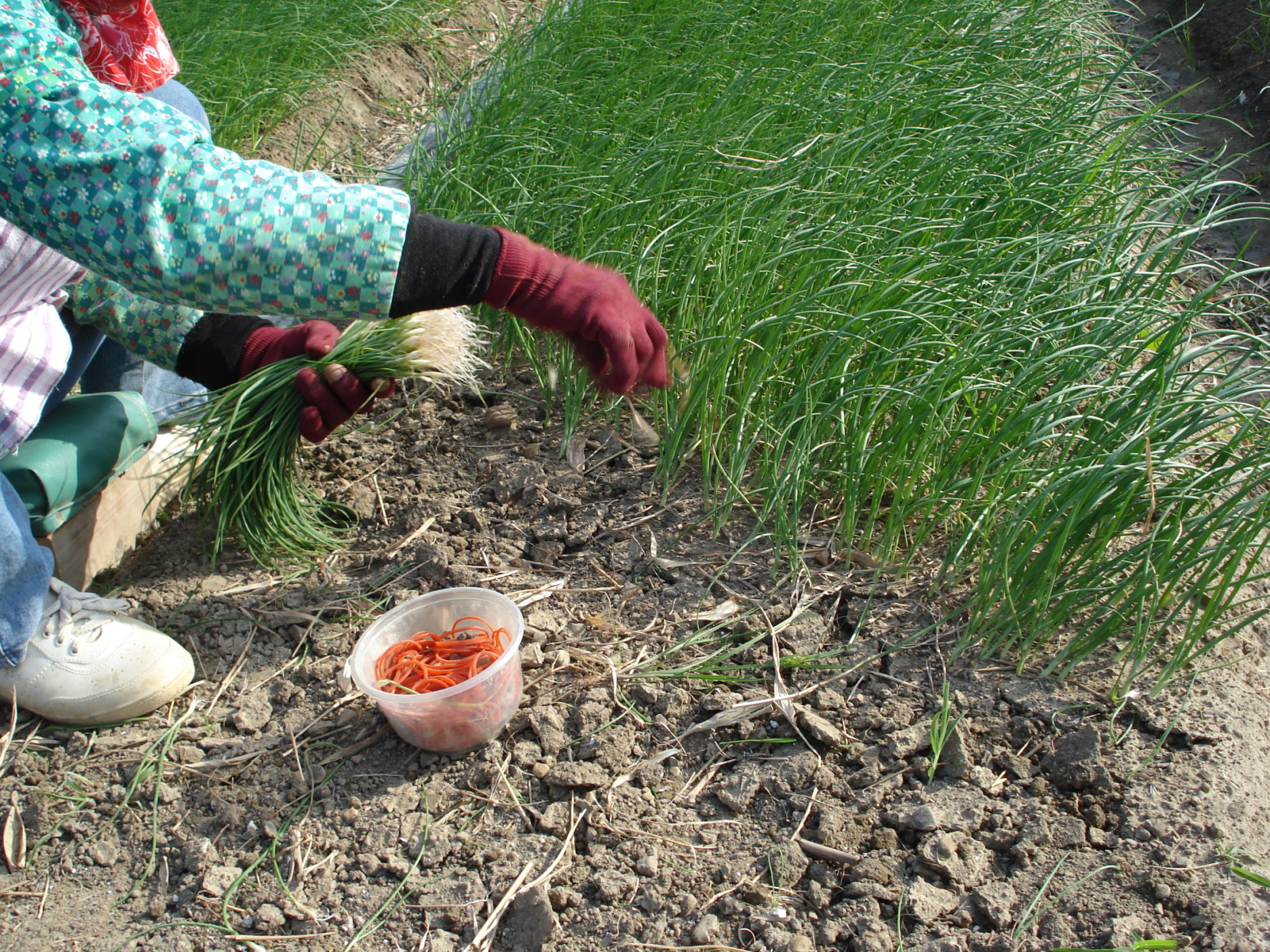 圖3. 傳統人工移植用的土拔苗須提前以人工採苗