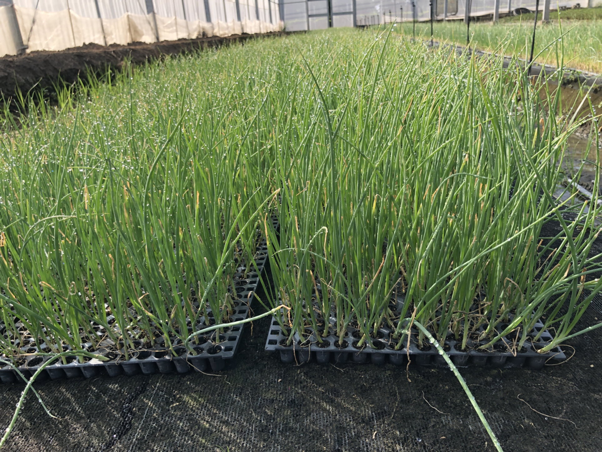 圖4. 洋蔥穴盤苗生育情形