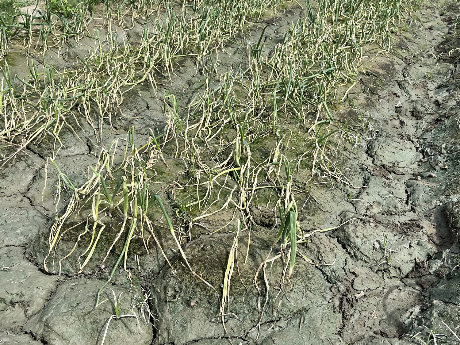 地勢低窪排水不良為黃萎病好發環境