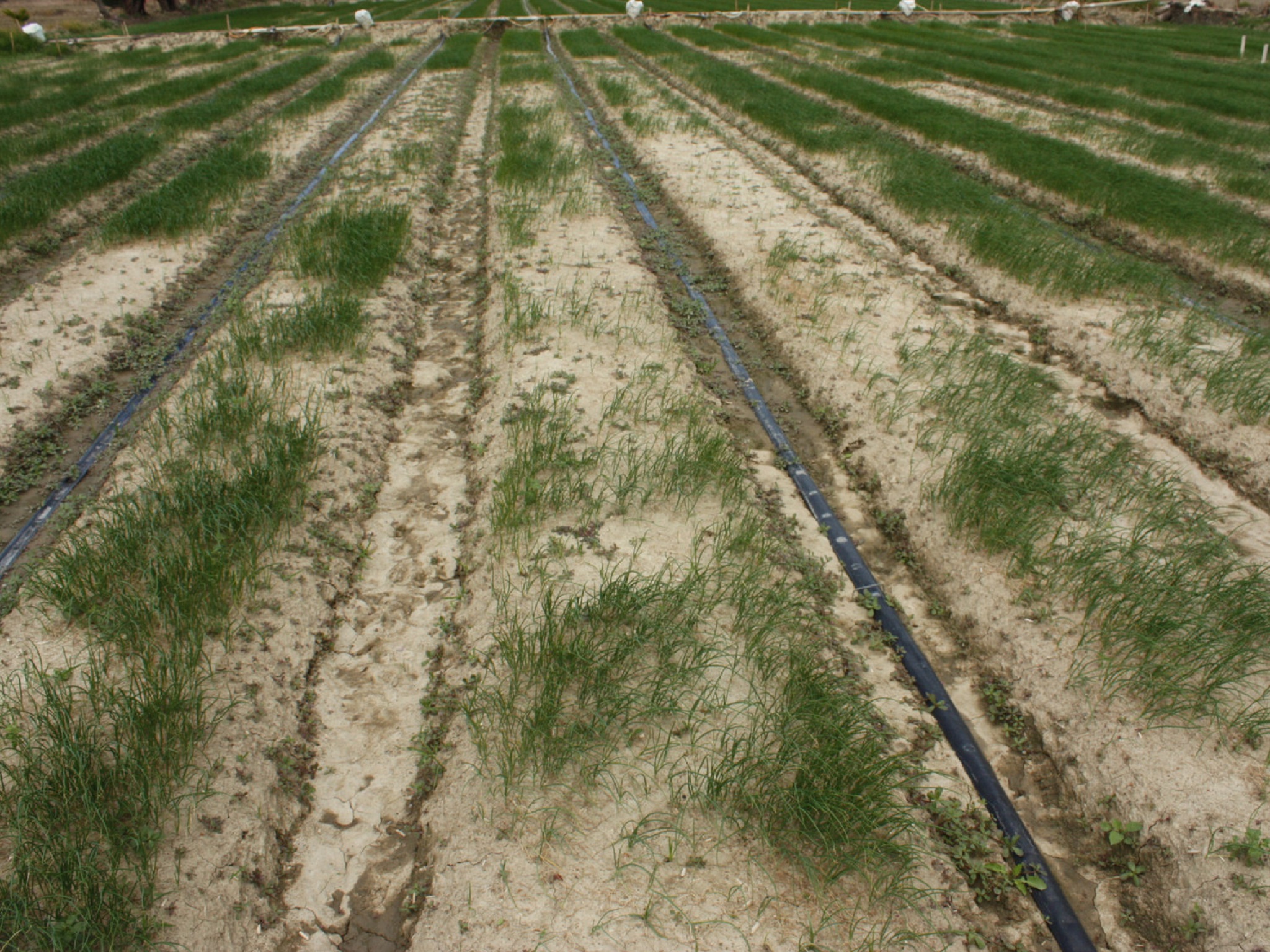 洋蔥育苗期感染黃萎病，易造成缺株情形