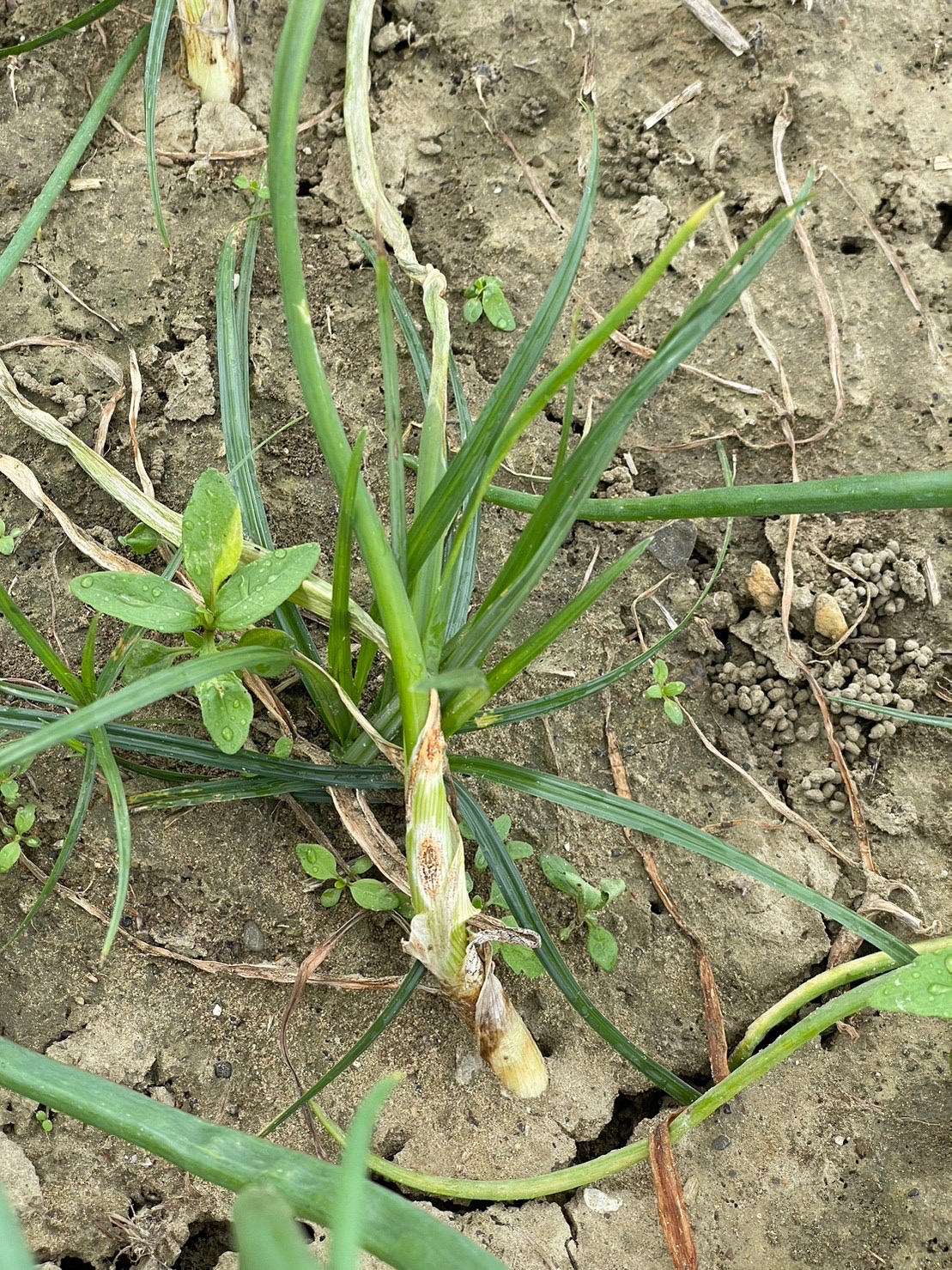 炭疽病產生褐色圓形病斑