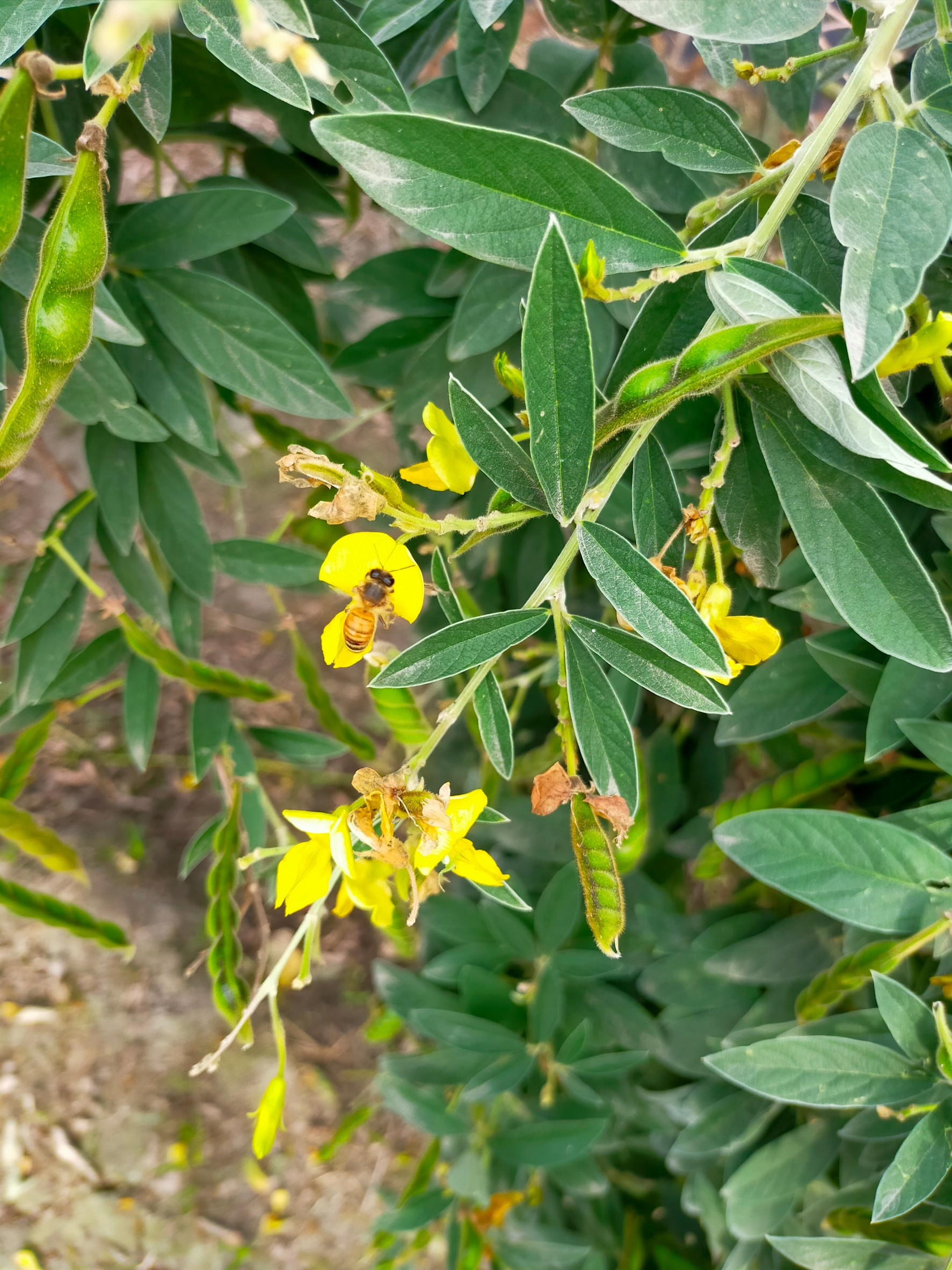 樹豆為良好的蜜源植物