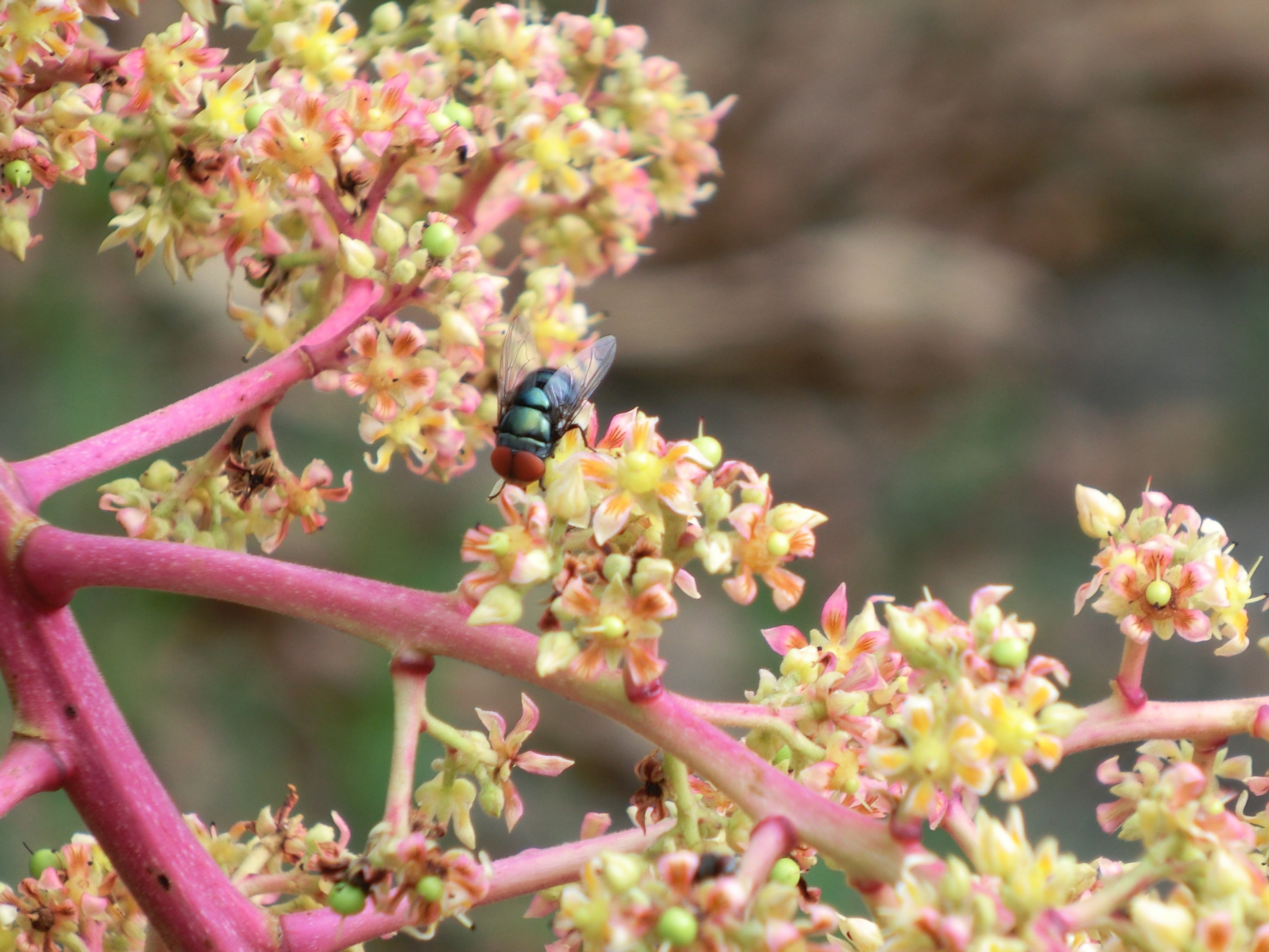 芒果授粉昆蟲-麗蠅(俗稱金神)