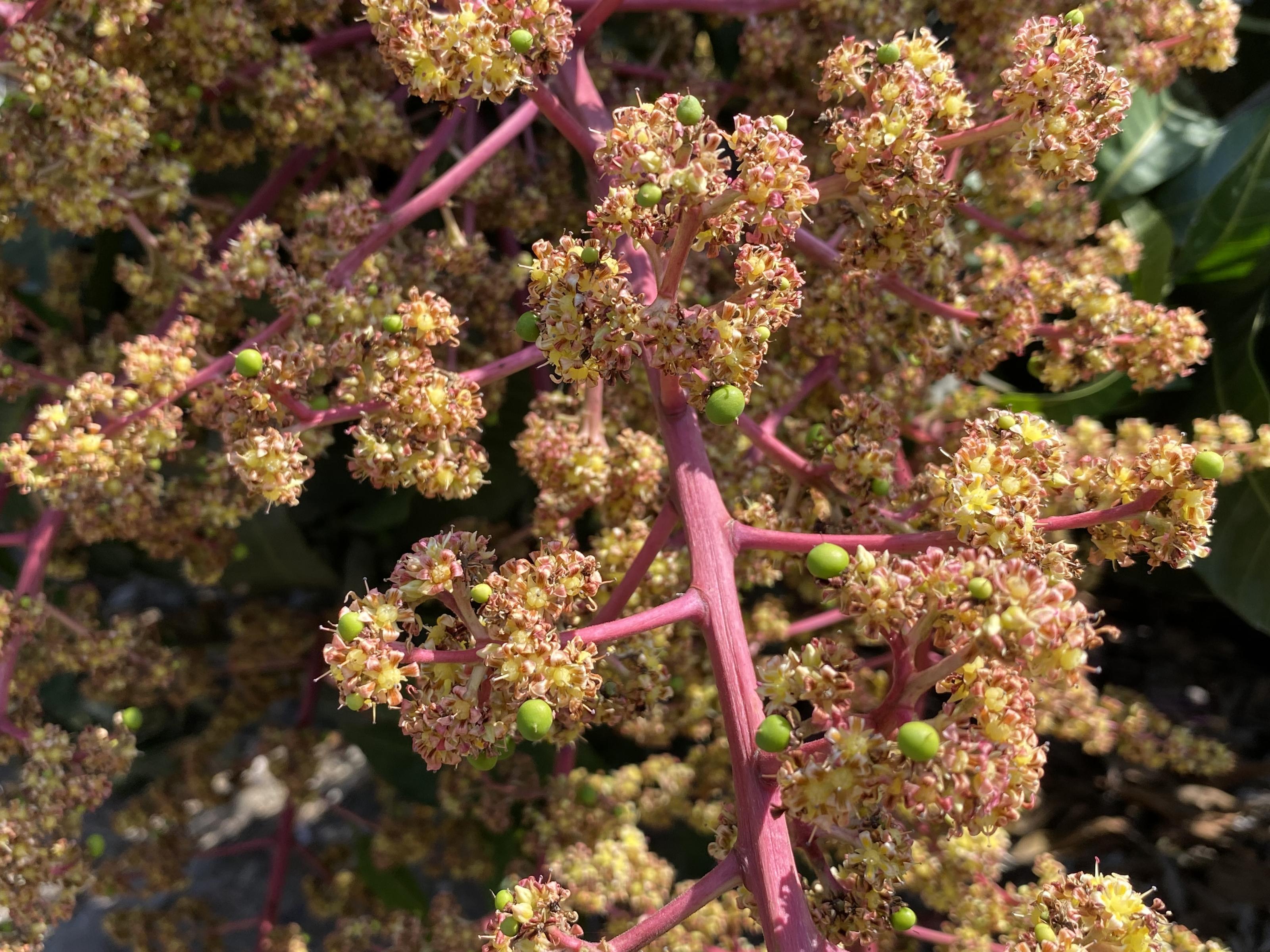 芒果飼養授粉昆蟲促進著果