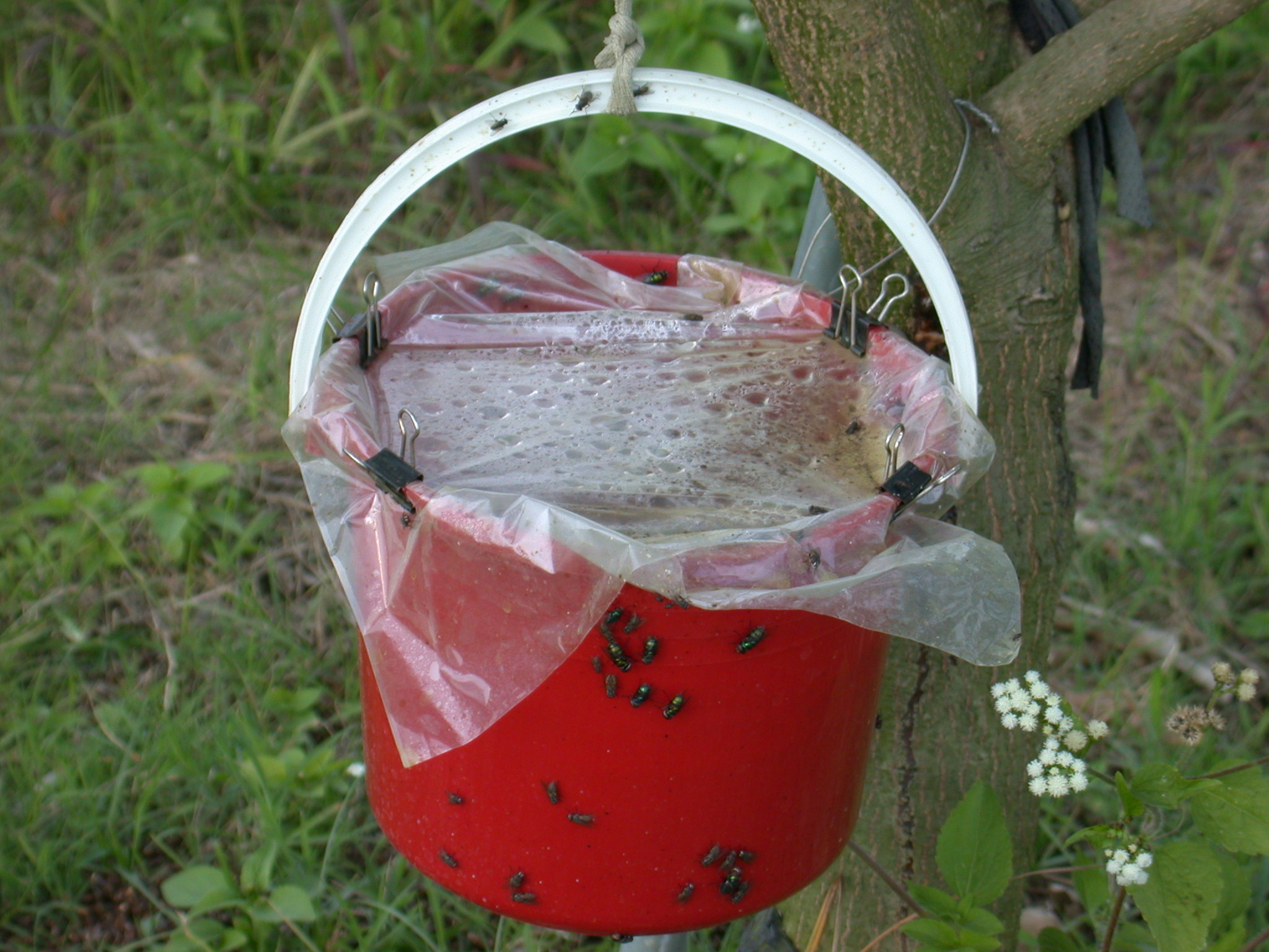 飼養材料放在防雨的容器內，懸掛於樹上