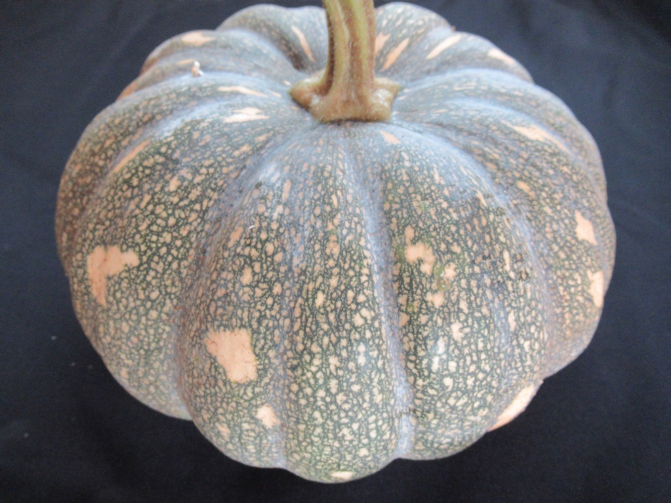 中國南瓜(扁球形)