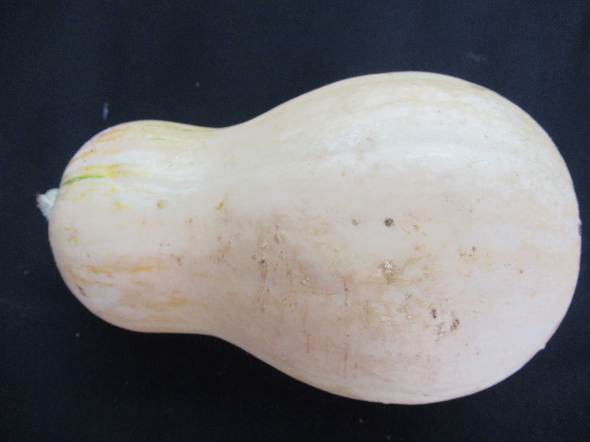 中國南瓜(奶油南瓜) 中國南瓜(奶油南瓜)