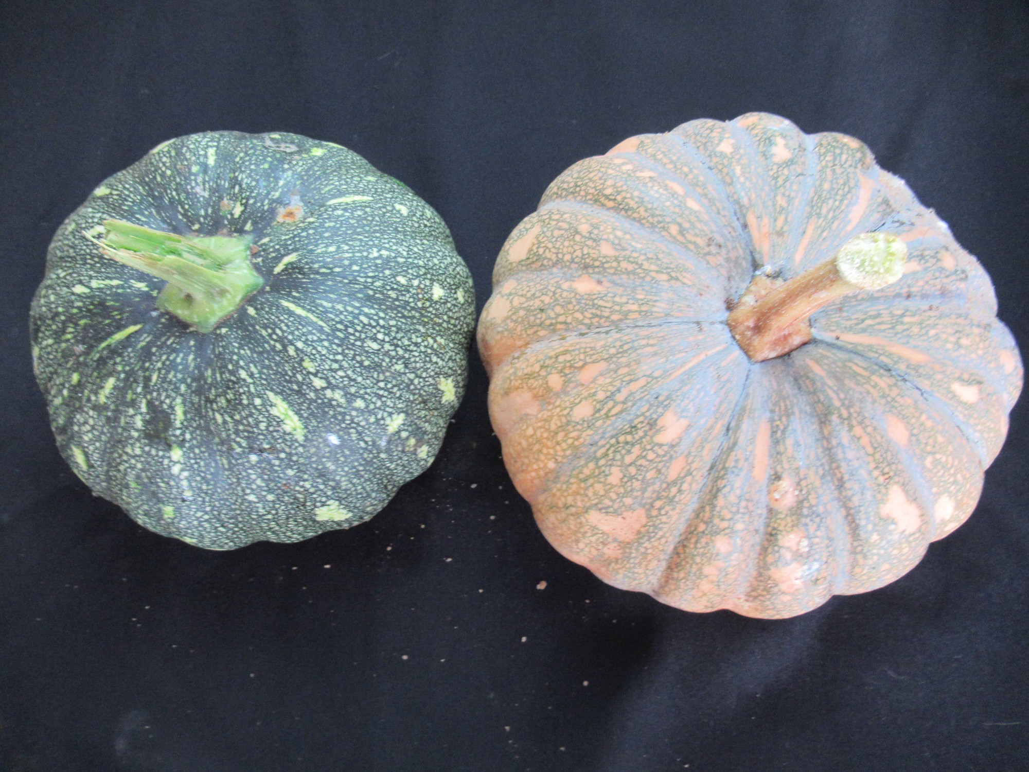 扁球形南瓜未成熟果與成熟果 扁球形南瓜未成熟果與成熟果