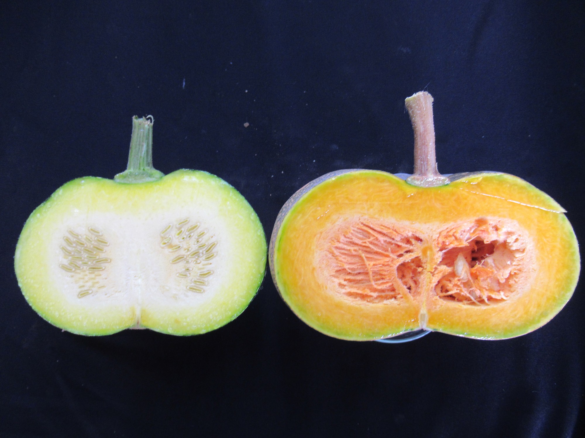 扁球形南瓜未成熟果與成熟果剖面圖 扁球形南瓜未成熟果與成熟果剖面圖