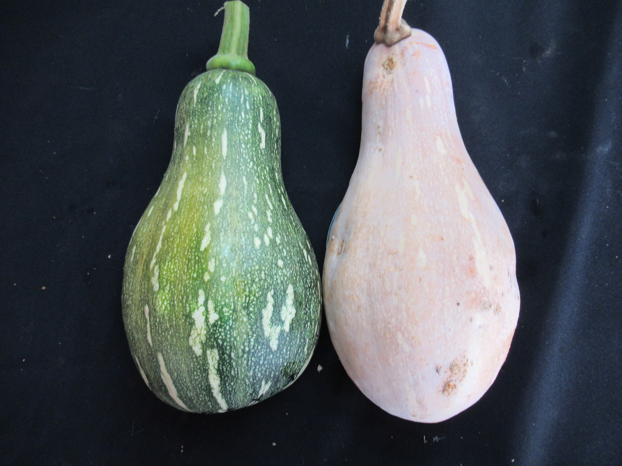 木瓜形南瓜未成熟果與完熟果外觀 木瓜形南瓜未成熟果與完熟果外觀