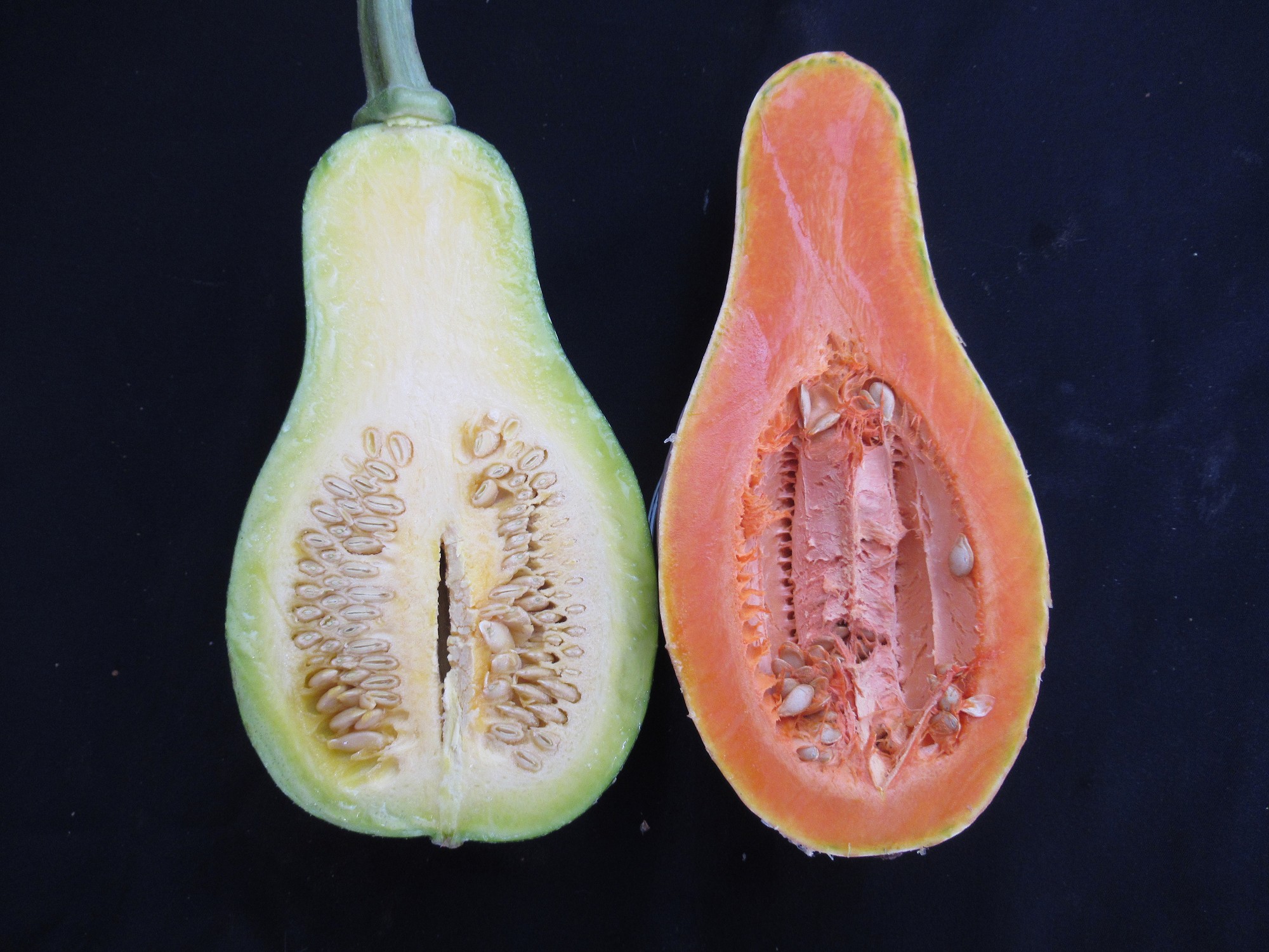 木瓜形南瓜未成熟果與完熟果剖面圖 木瓜形南瓜未成熟果與完熟果剖面圖