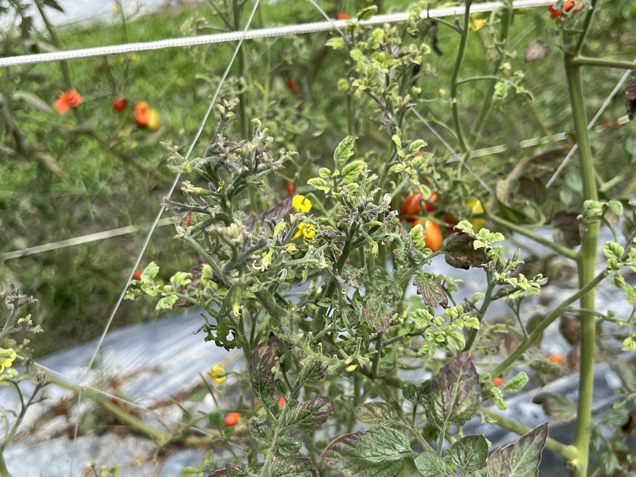 發病嚴重植株仍應適時移除，惟操作時應避免機械傳播。