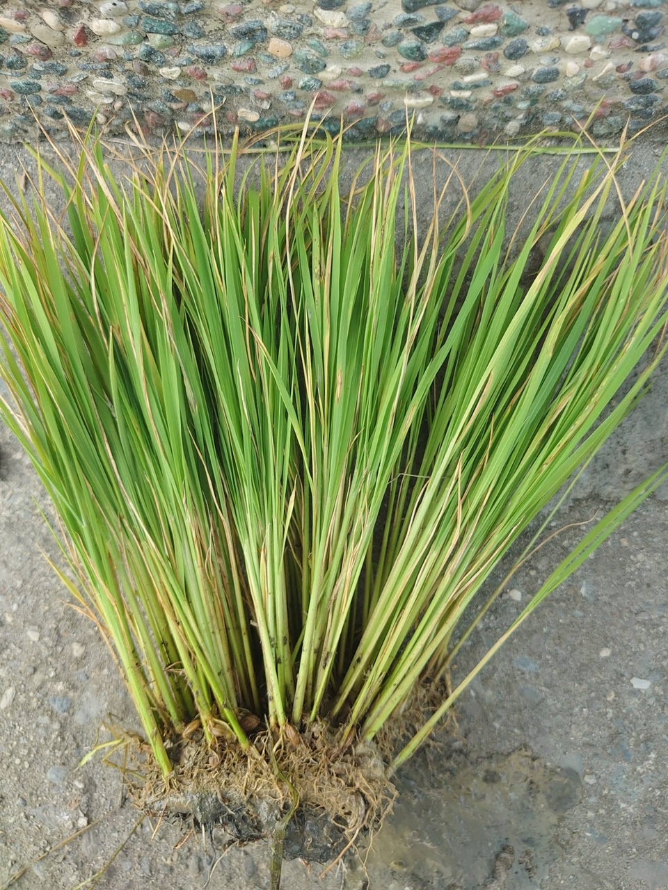 農友可檢視田邊秧氈發病情形，若已出現病斑，可即時進行預防。