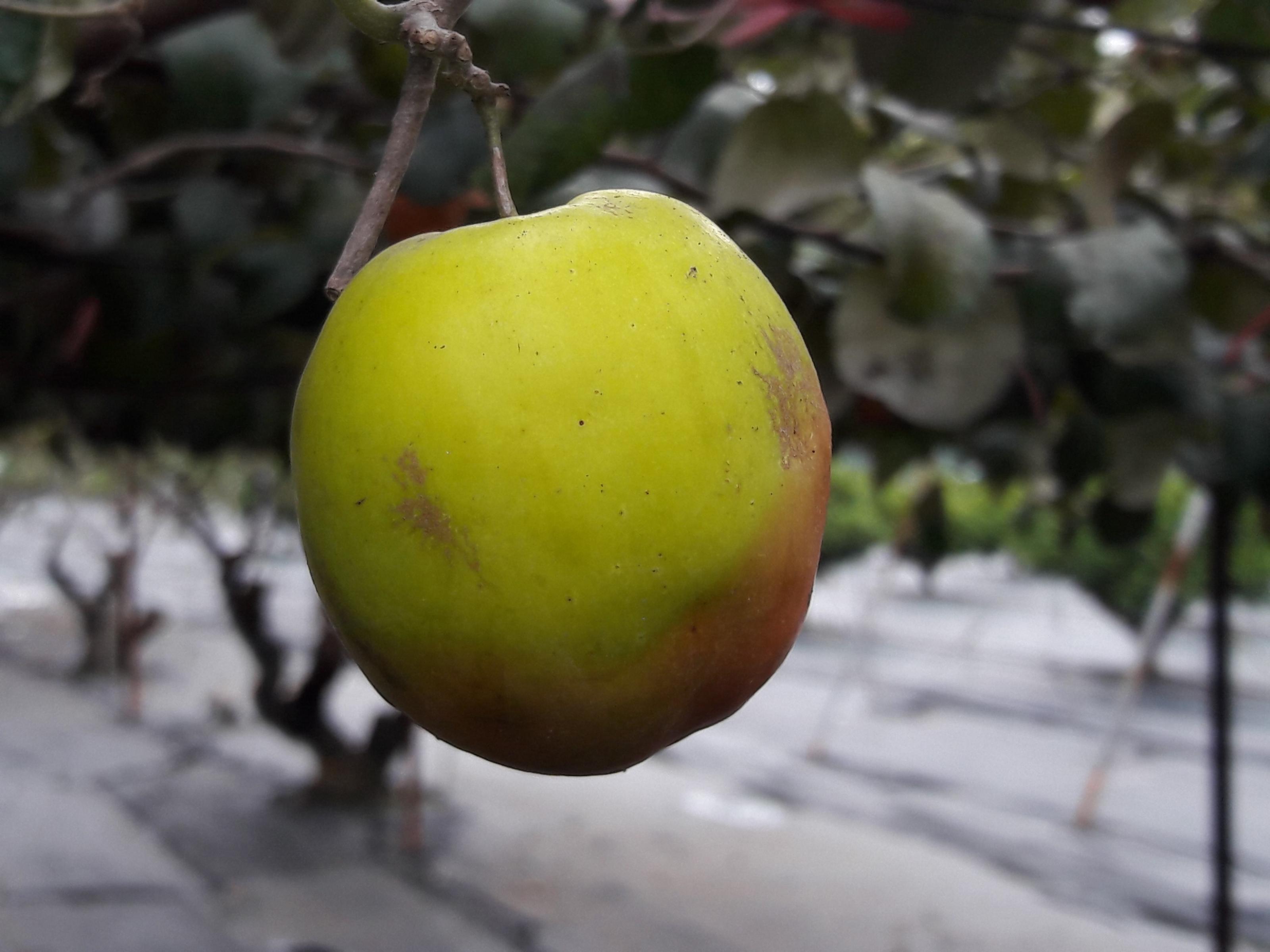 棗果實受疫病為害出現褐色水浸狀斑點