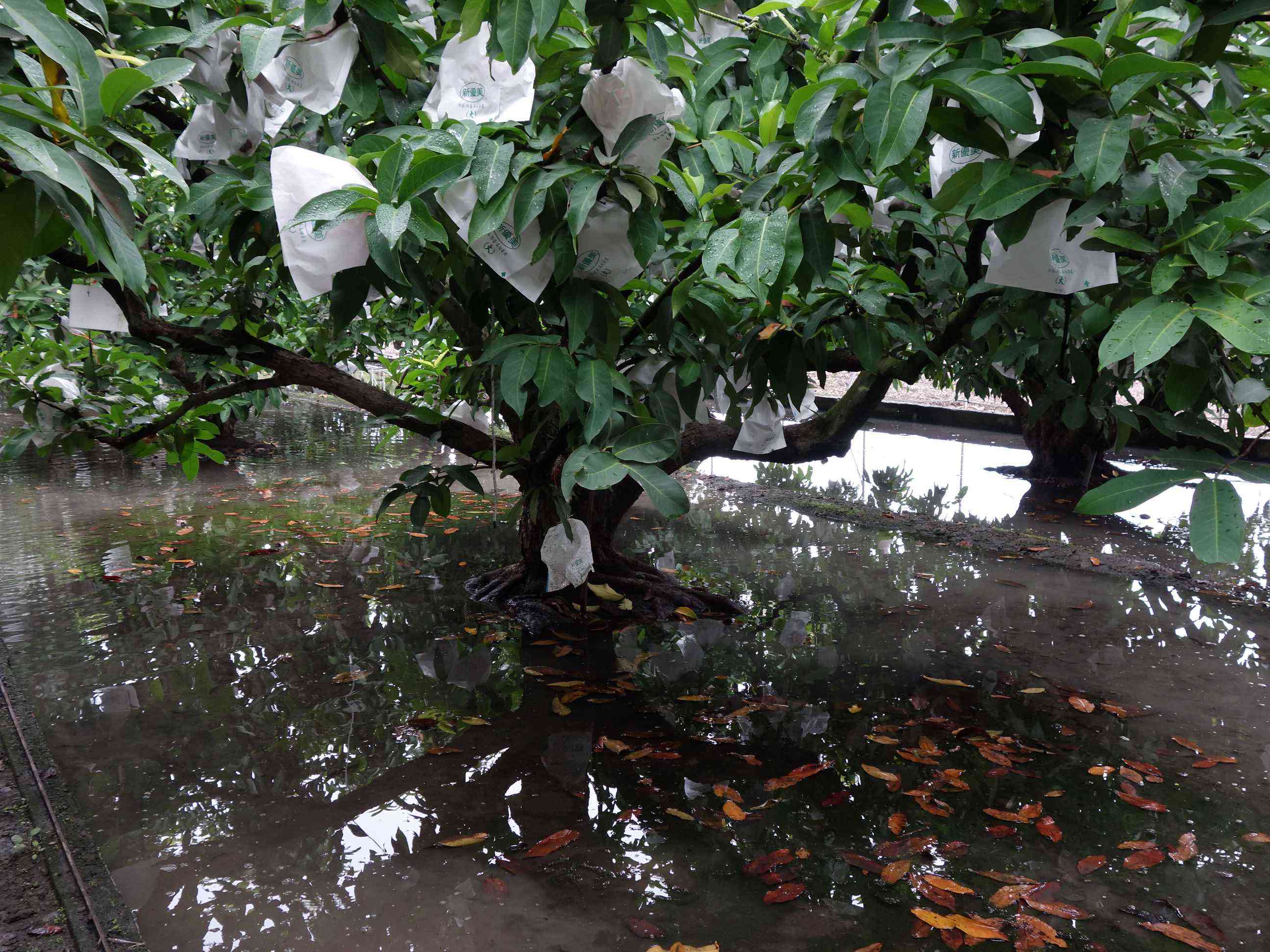 蓮霧園於寒流來襲時可淹灌地下水維持根溫