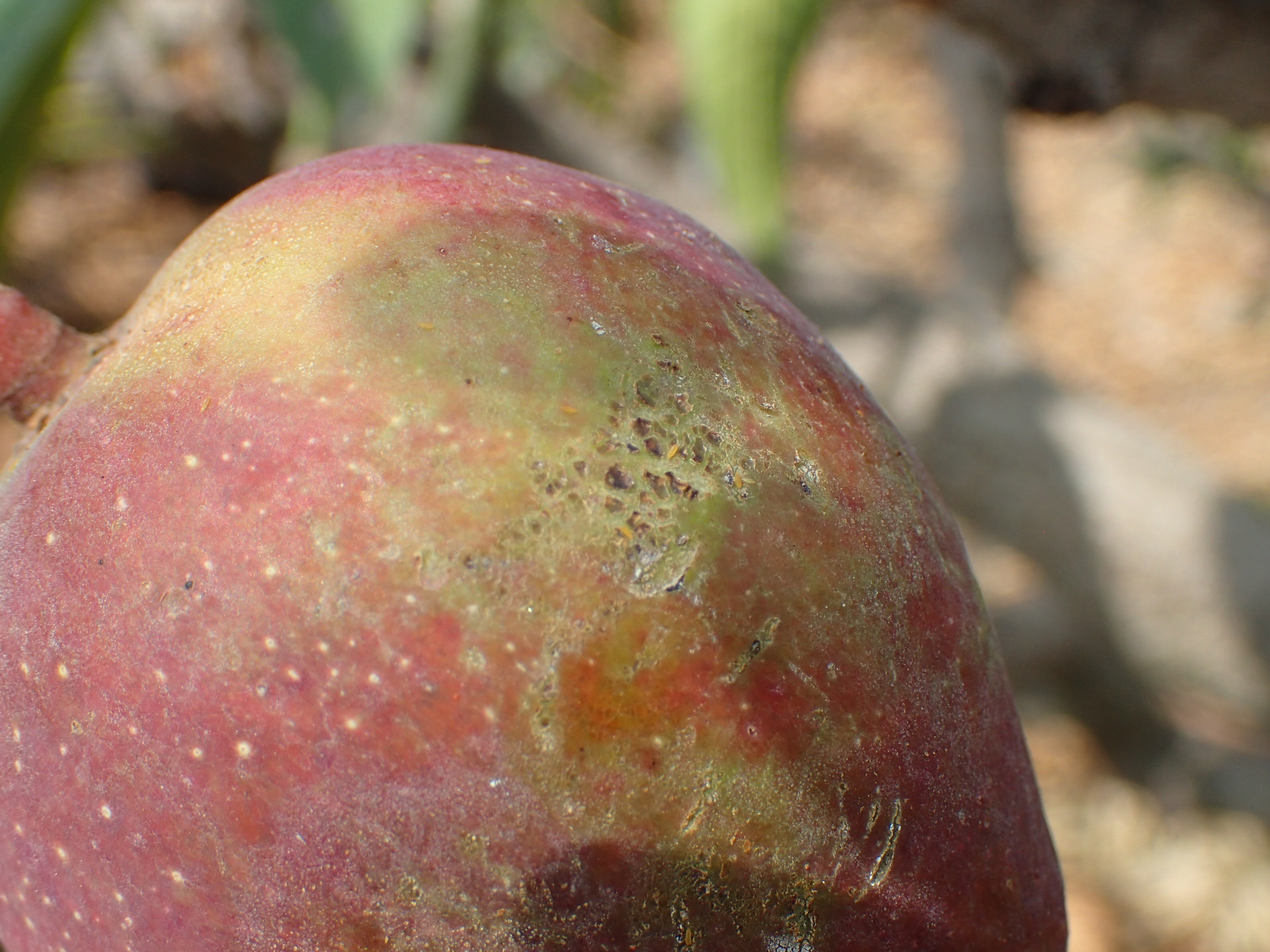 小果受到薊馬刺吸危害，果皮形成木栓化疤痕。