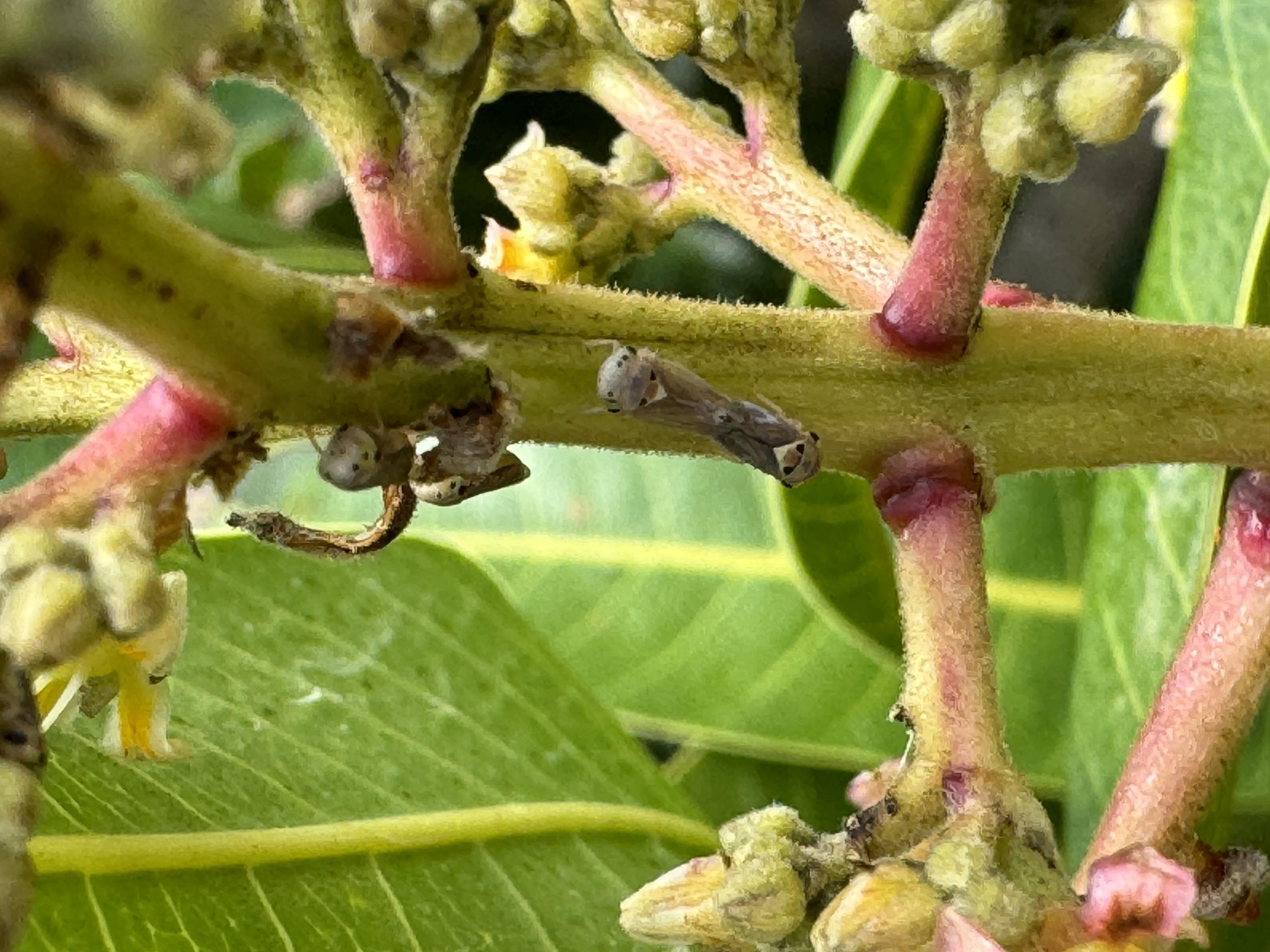 檬果葉蟬躲藏於花穗中吸食花穗