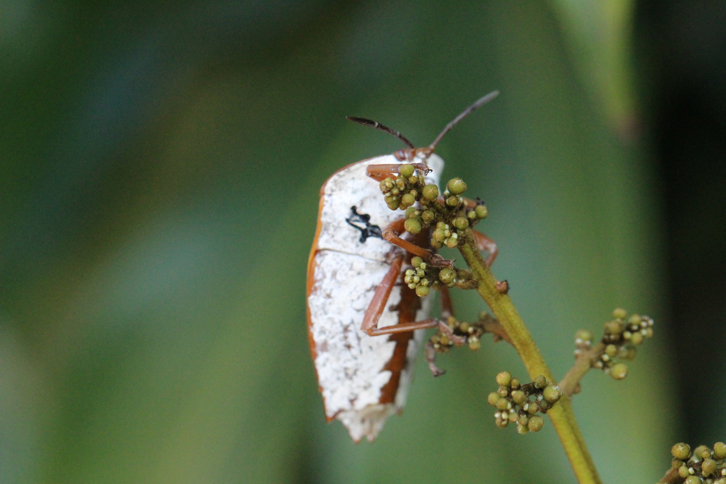 荔枝椿象正在取食花穗