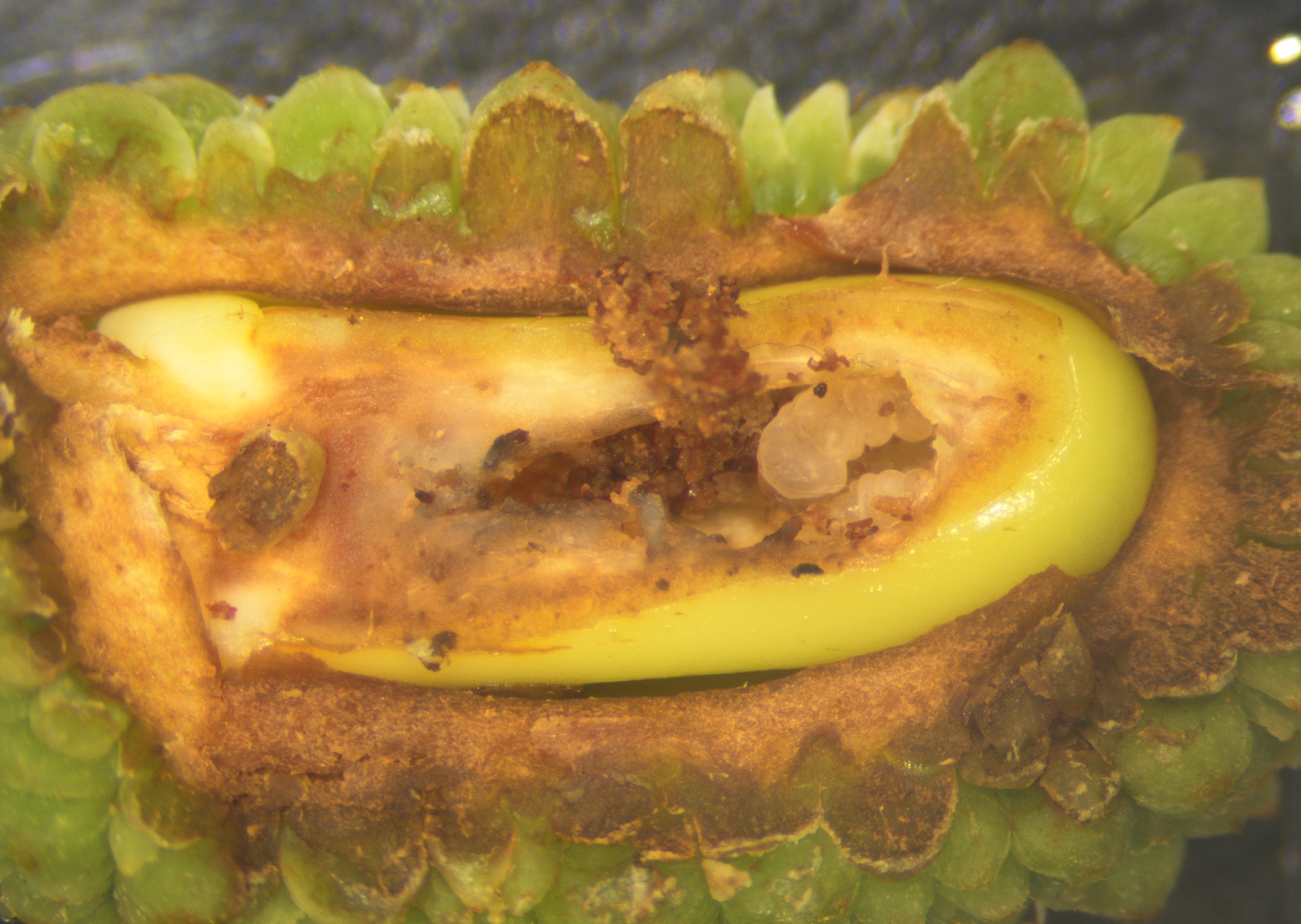 荔枝細蛾幼蟲蛀食果實內的種子