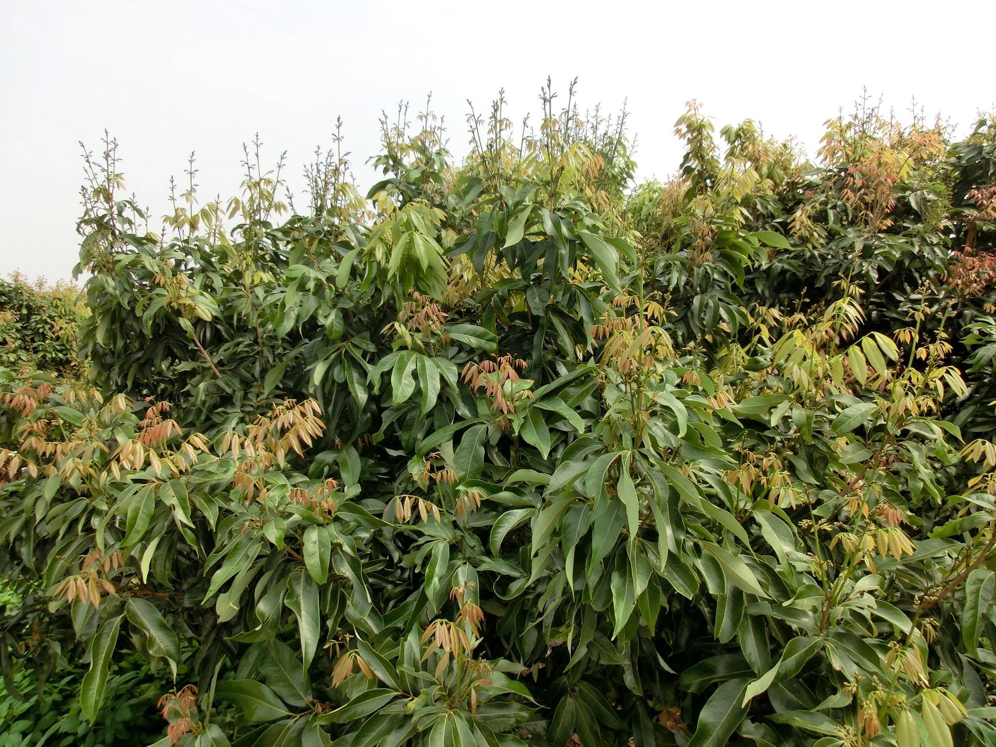 玉荷包帶葉花穗(俗稱紅花)樣態