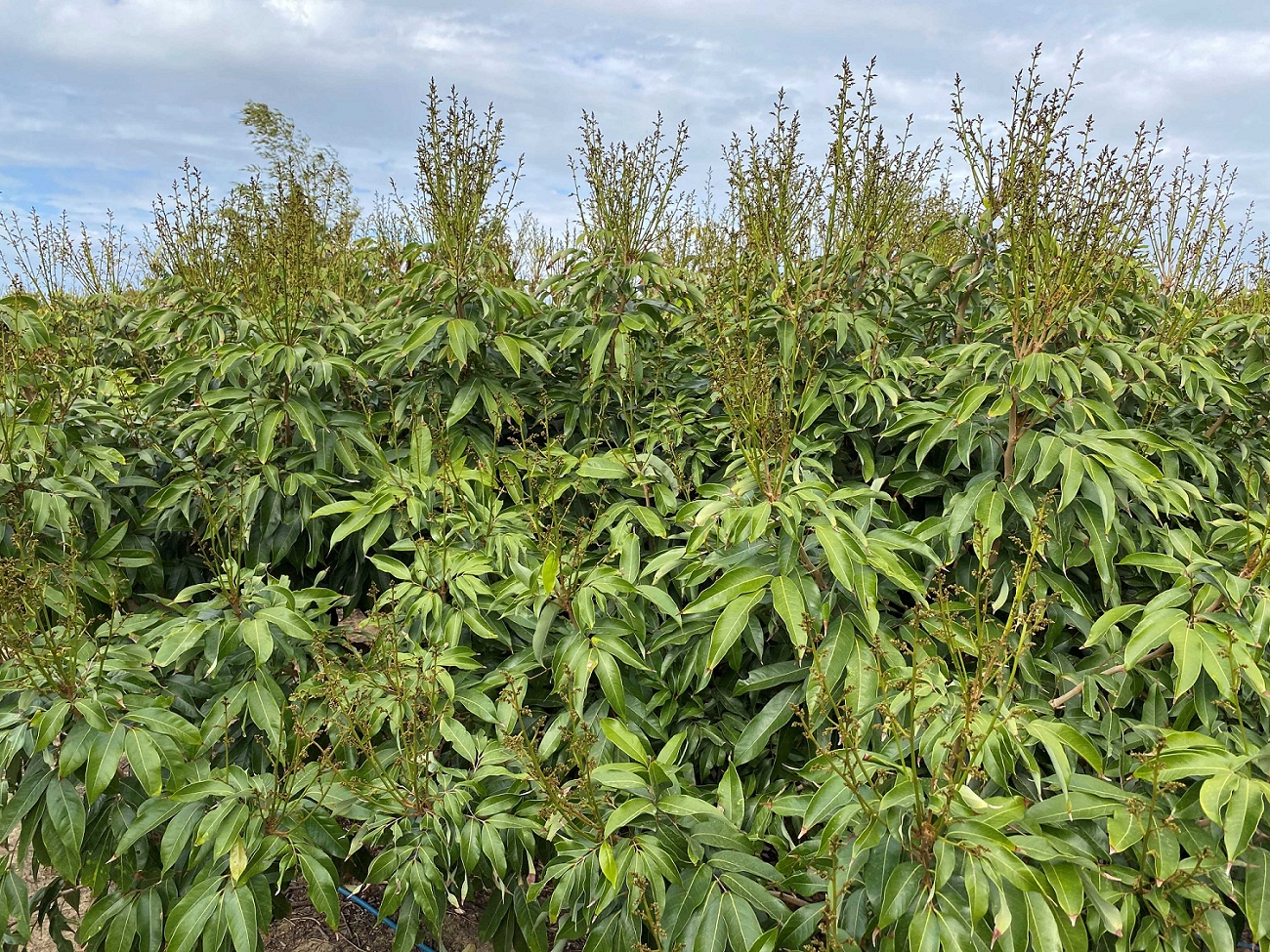 玉荷包純花穗樣態