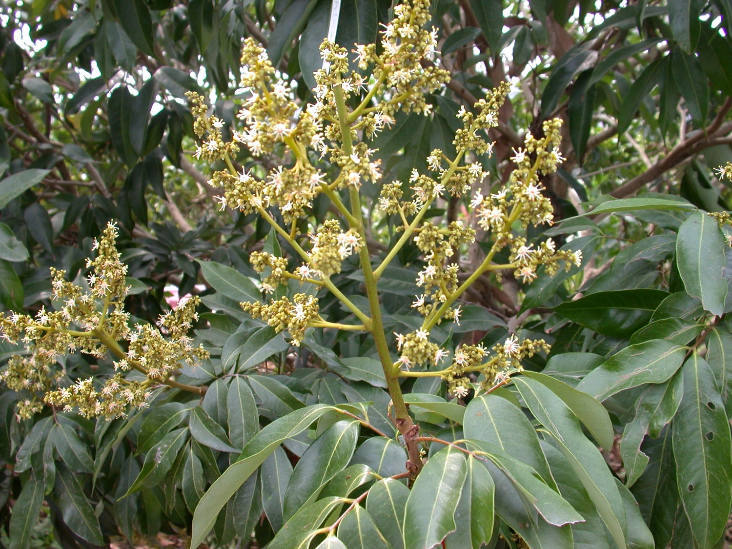 玉荷包花穗成熟時進行疏剪