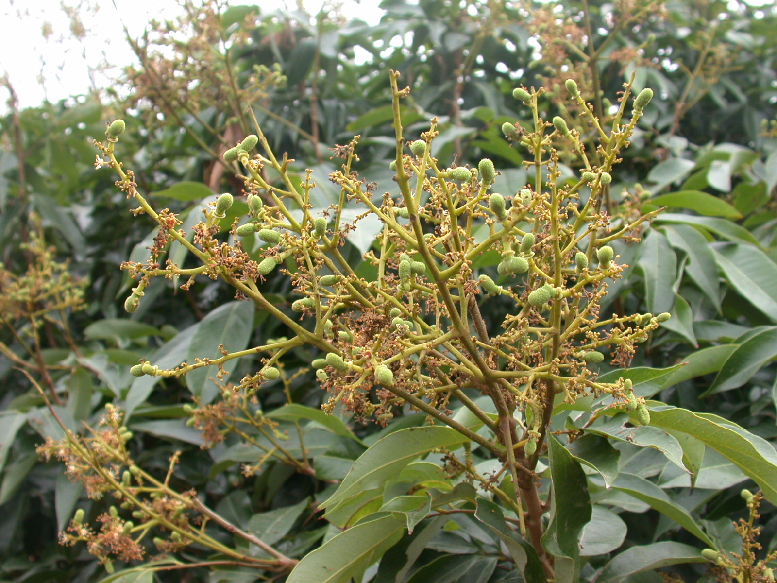 荔枝果粒成形膨大期