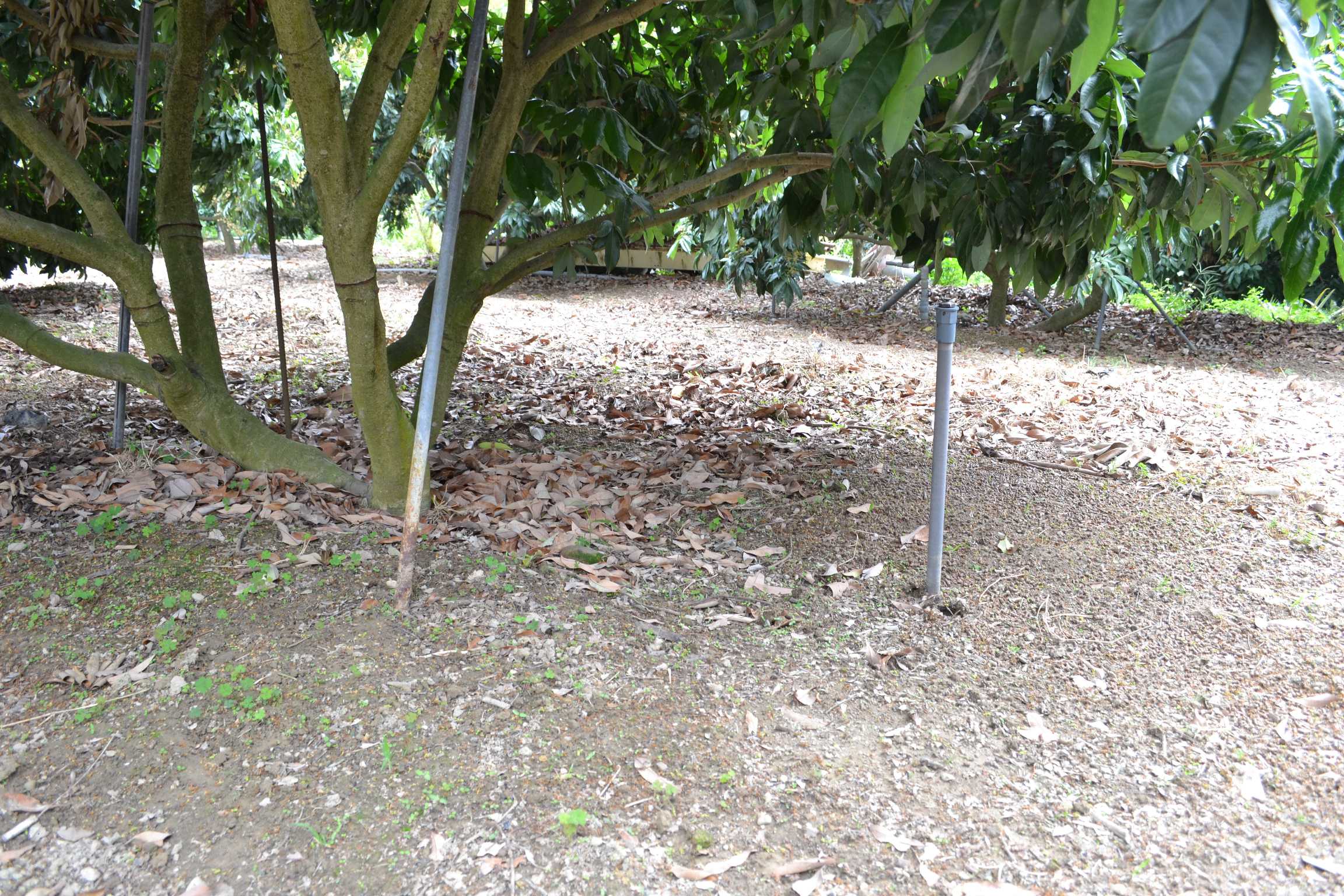 荔枝果粒膨大期即供水保持土壤濕潤 荔枝果粒膨大期即供水保持土壤濕潤