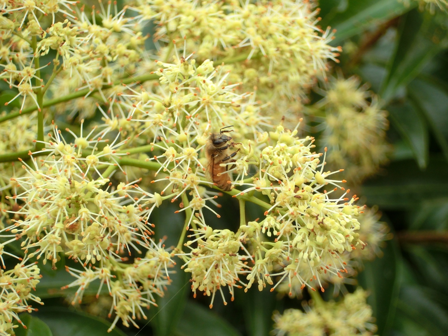 荔枝開花期利用蜜蜂促進著果
