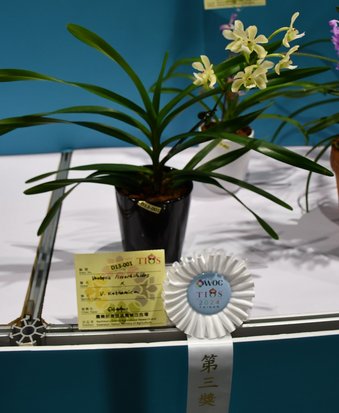 萬歲蘭和克莉斯汀蘭雜交後代(待命名)，為特殊白底淡斑個體，獲頒第三獎。