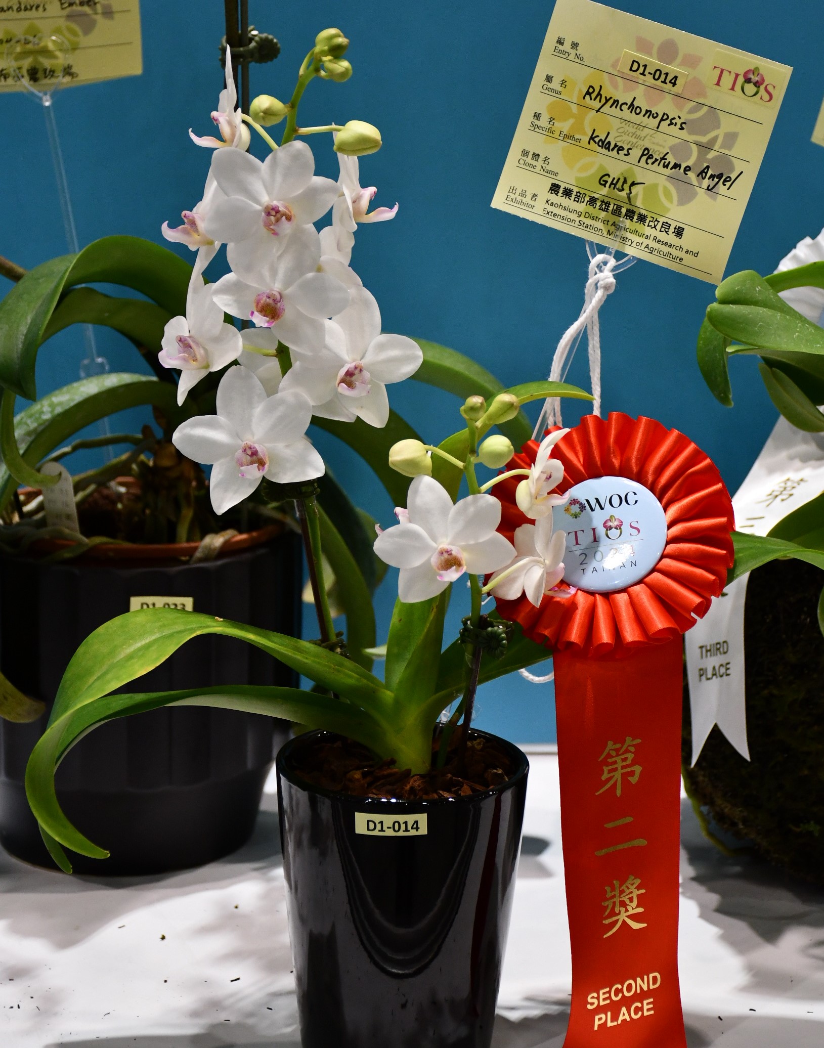 狐狸尾蝶蘭「香水天使」白花紅唇，花瓣大而圓整，具香味獲頒第二獎。