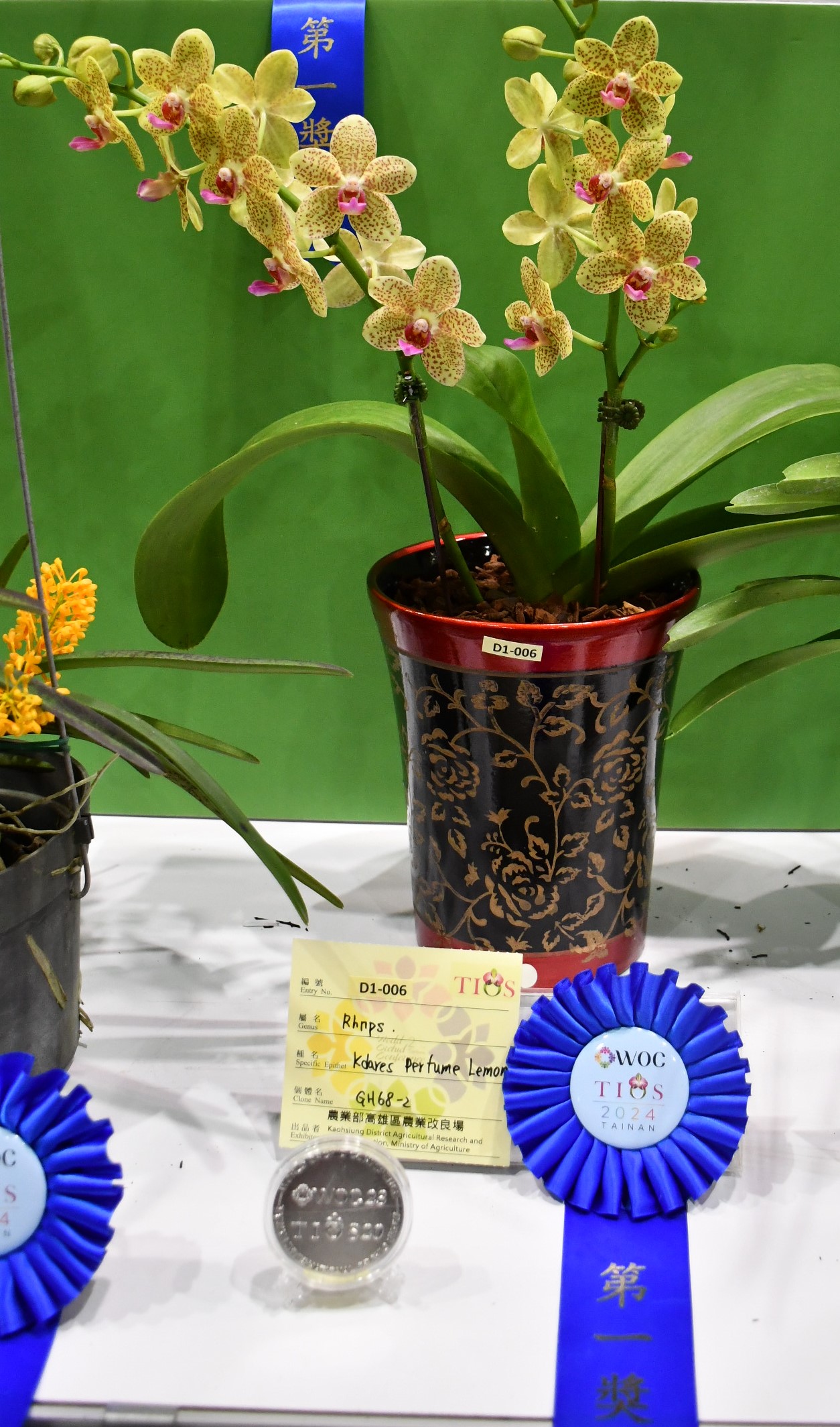 狐狸尾蝶蘭「香水檸檬」獲頒第一獎和銀牌獎