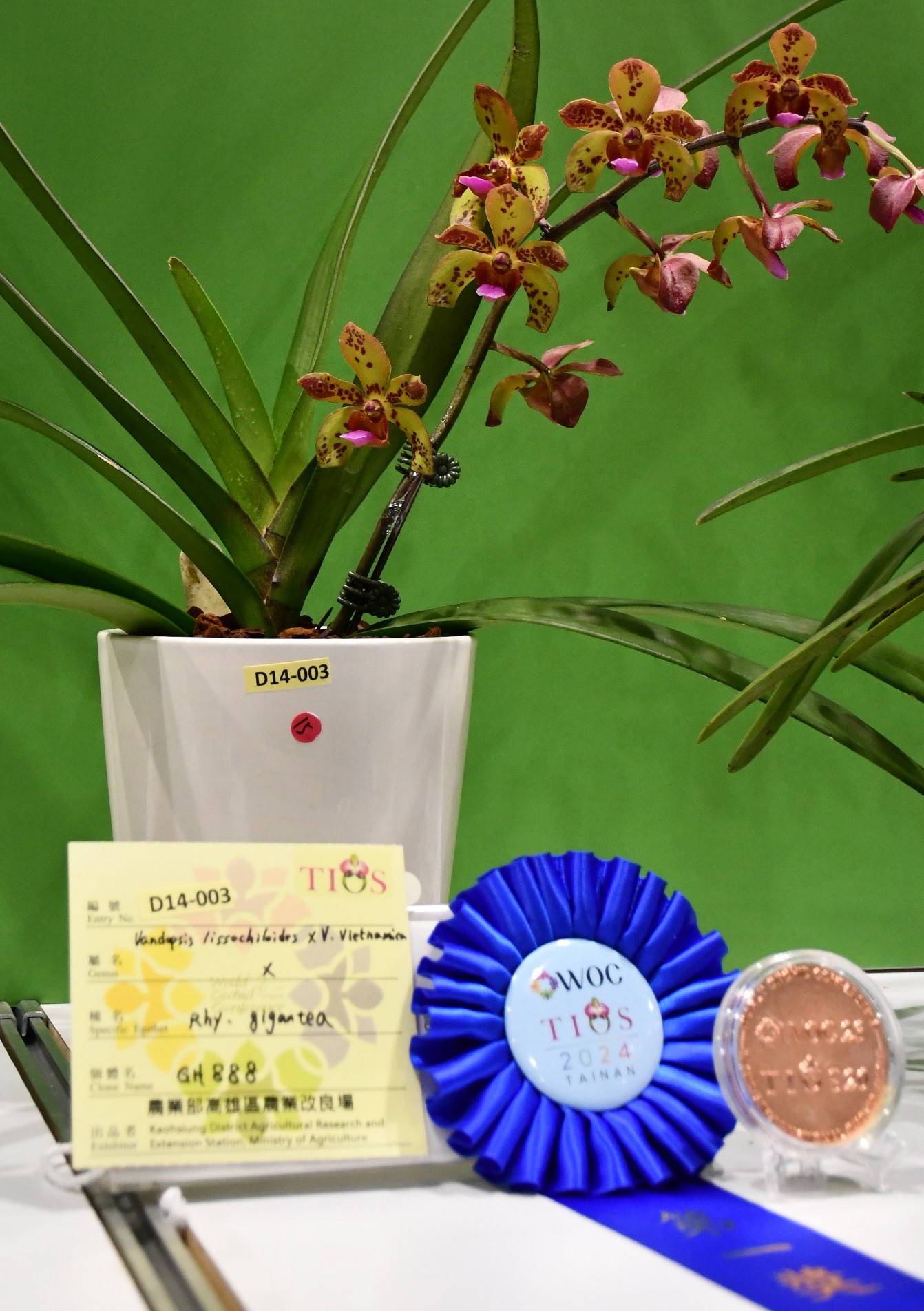 萬歲蘭、萬代蘭和狐狸尾蘭三屬遺傳背景的新人工雜交屬(待命名)獲頒第一獎和銅牌獎